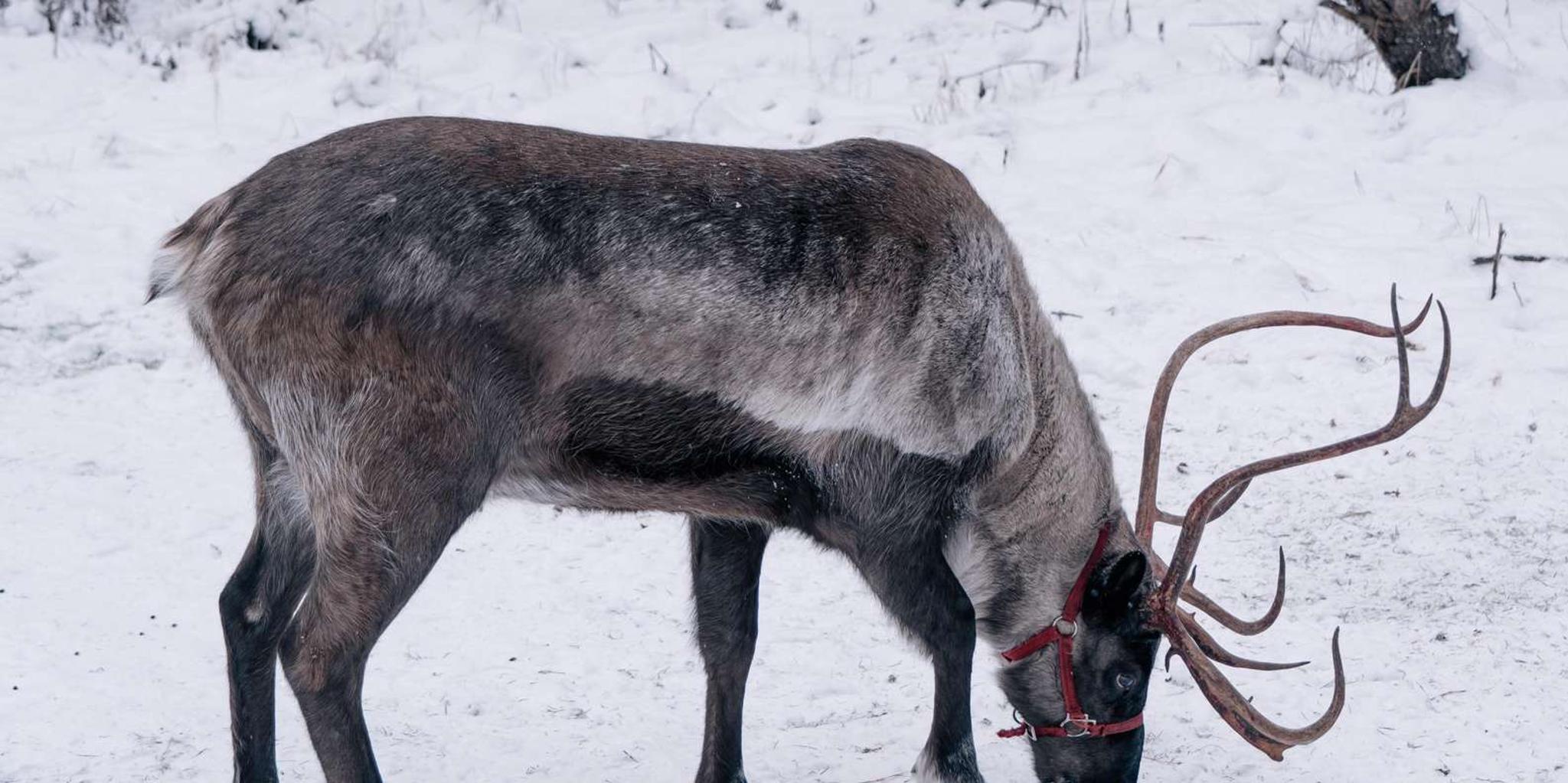 Fairbanks Reindeer Walk with Transportation 4 hr - Image 4