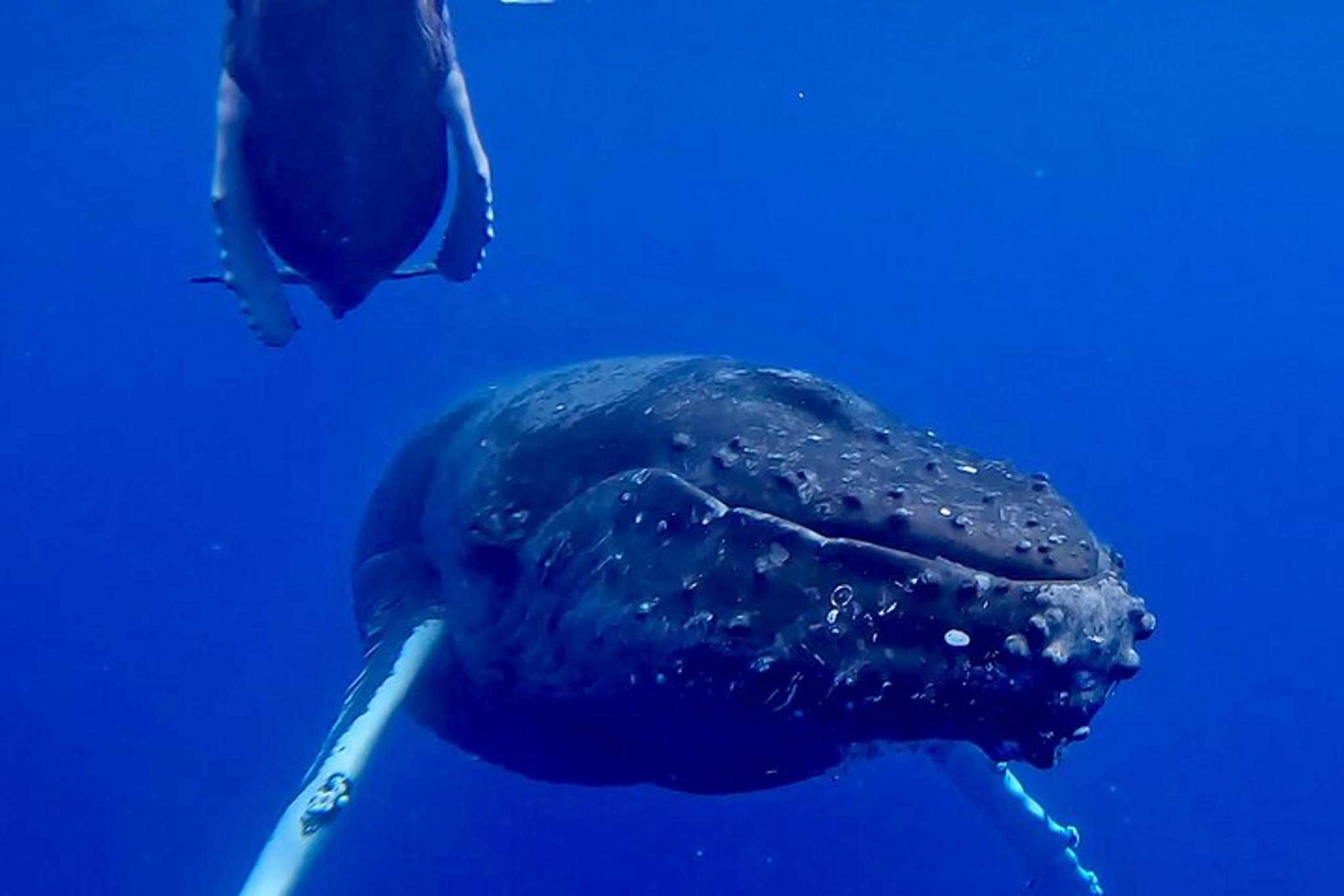Kona Coast Private Charter Adventure - Image 4