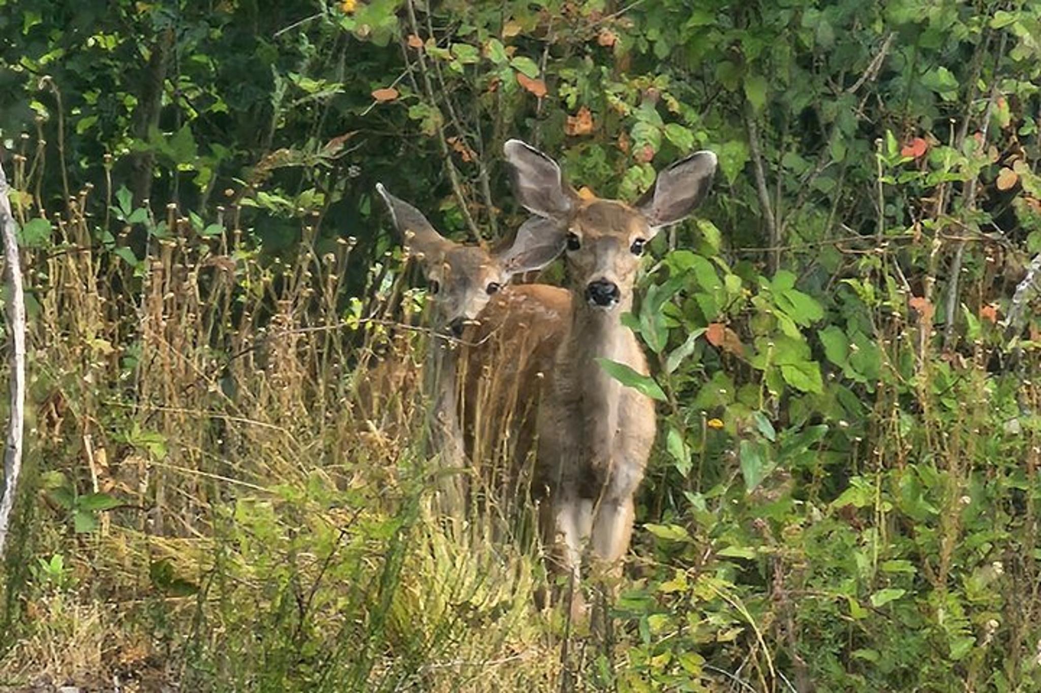 Portland Wildlife and Nature River Cruise 2 hr - Image 3