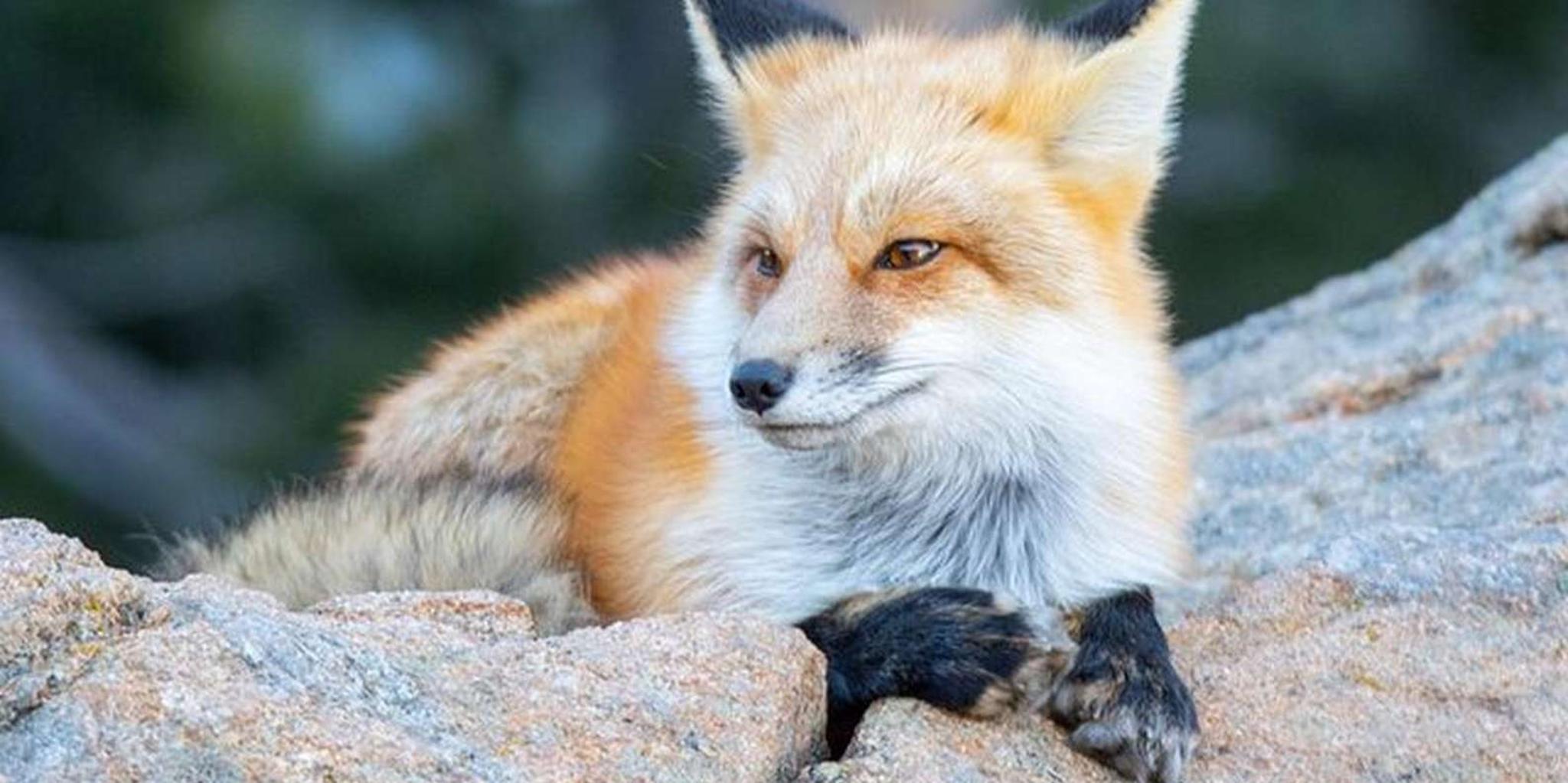 Estes Park Rocky Mountain 4x4 Adventure Tour - Image 4