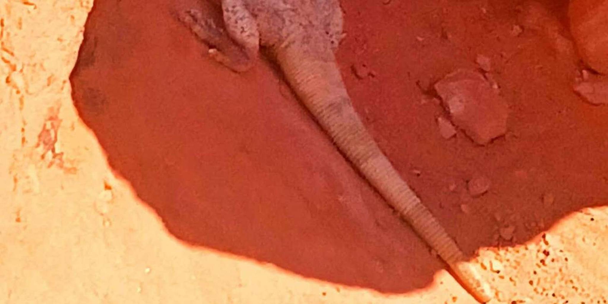 Las Vegas Valley of Fire Guided Tour with Lunch - Image 4