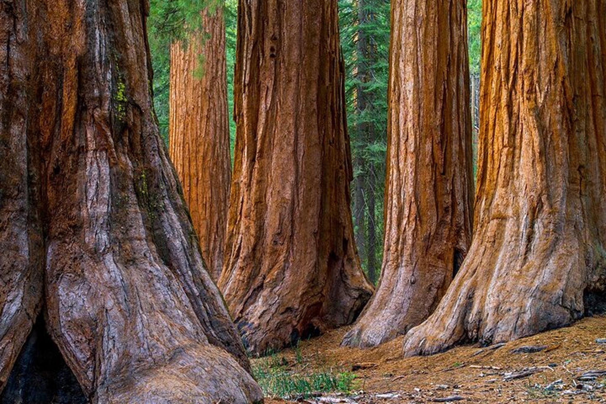 Sonoma Redwoods and Wine Country Tour - Image 2