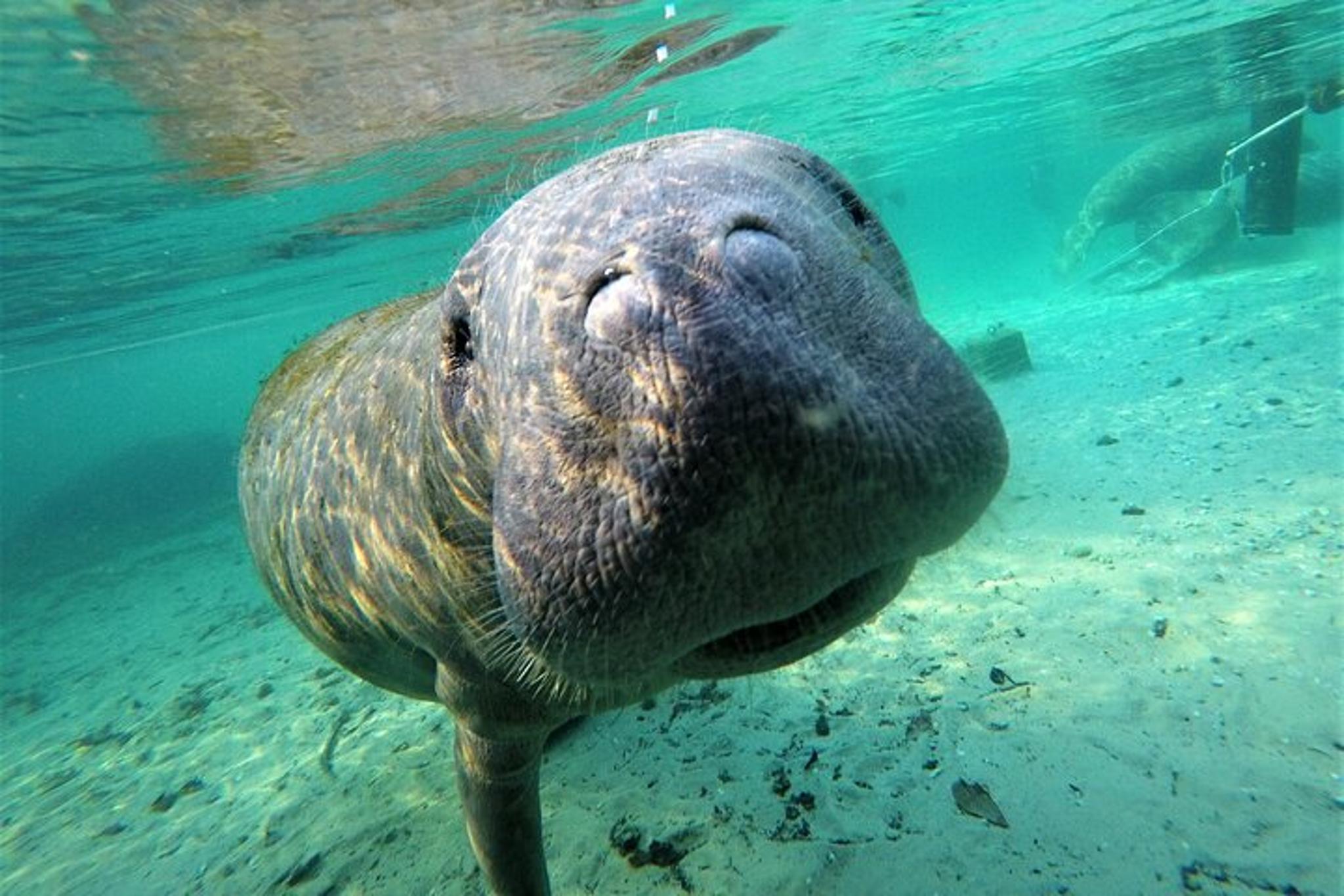 Florida Manatee Swim Tour 3 hr - Image 5