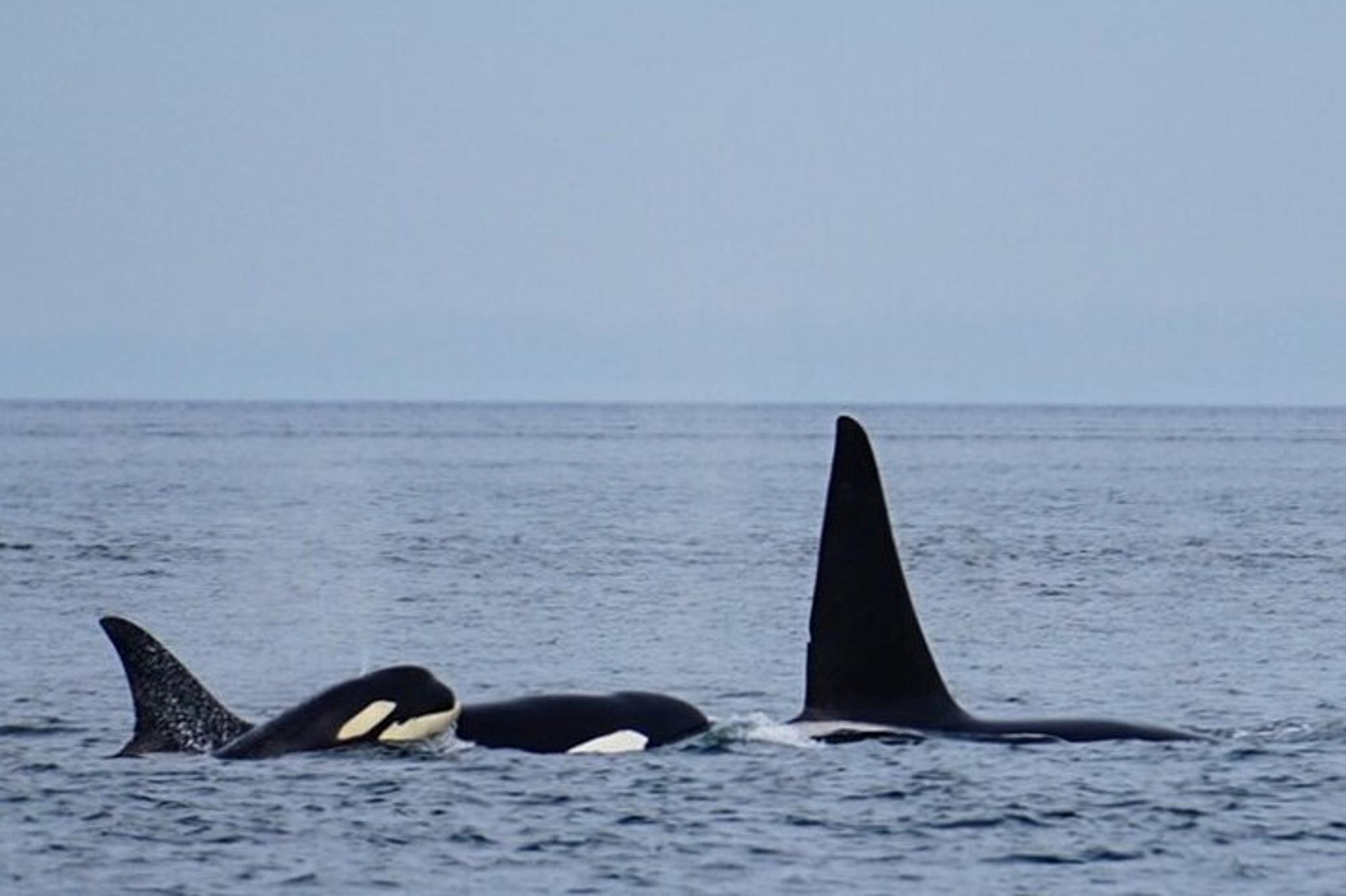 Orcas Island Orca Whale Tour - Image 4