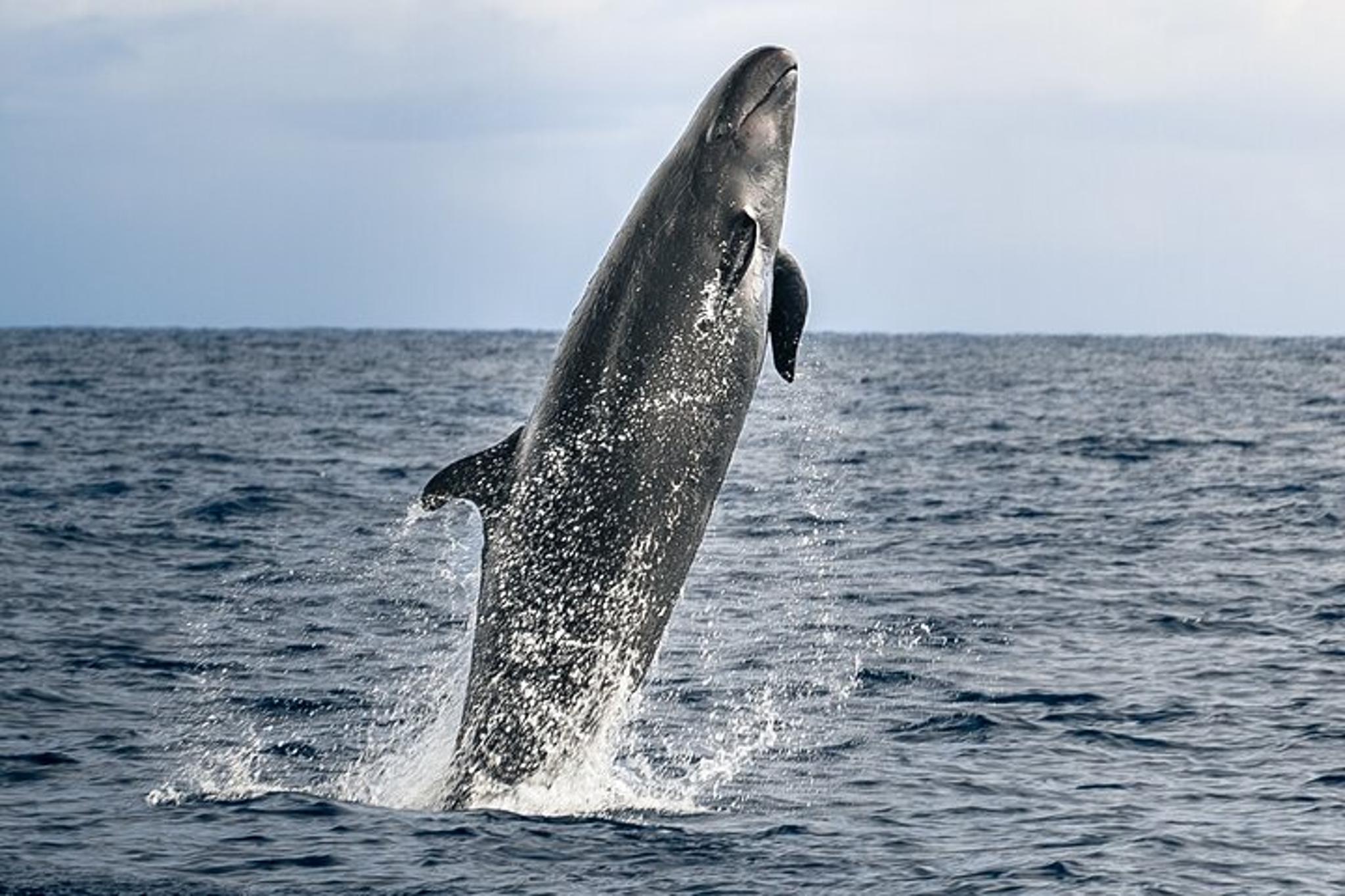 Kona Whale and Dolphin Watching Tour - Image 2