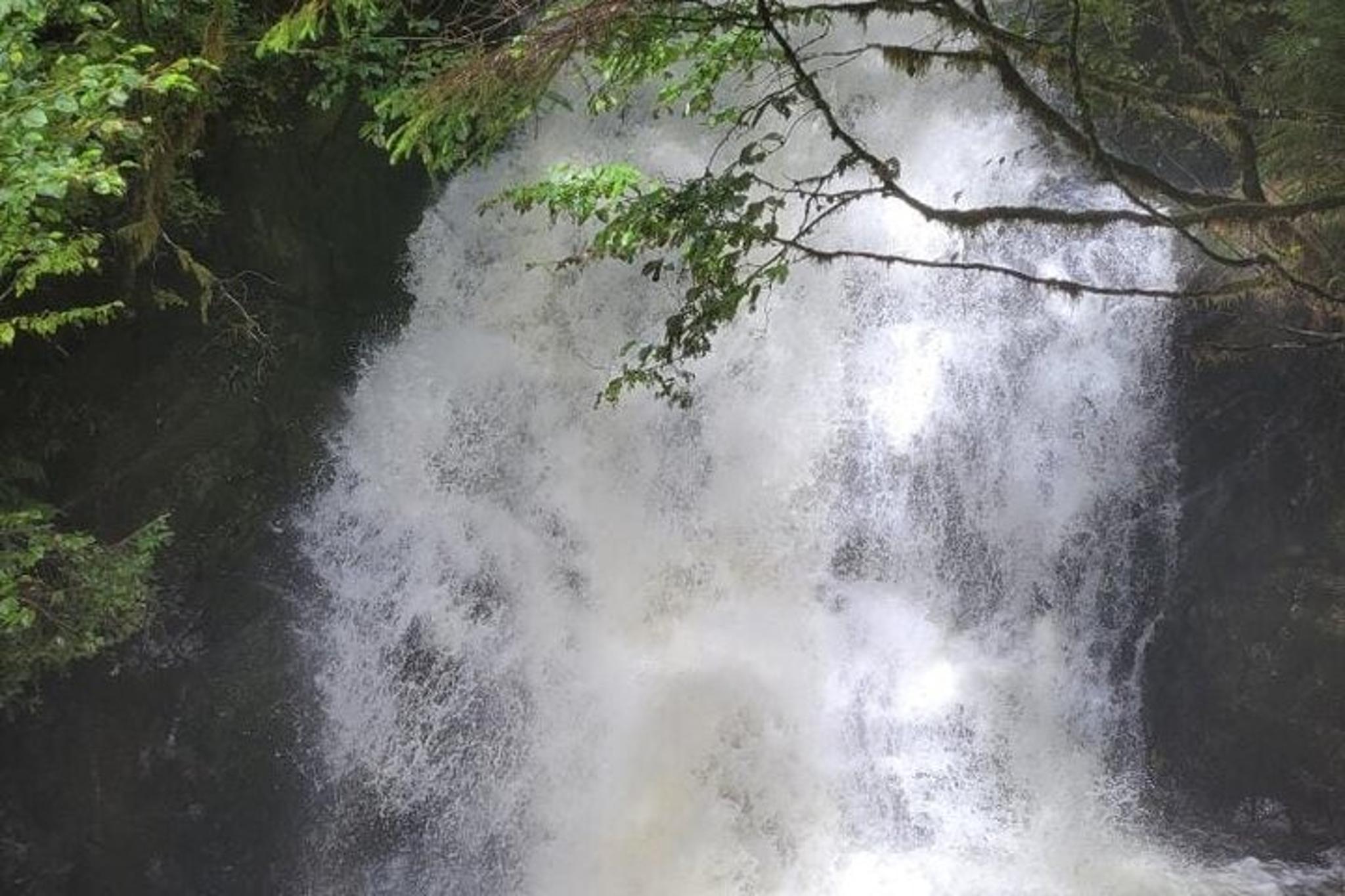 Ketchikan Wildlife and Waterfall Tour 90 Min - Image 4