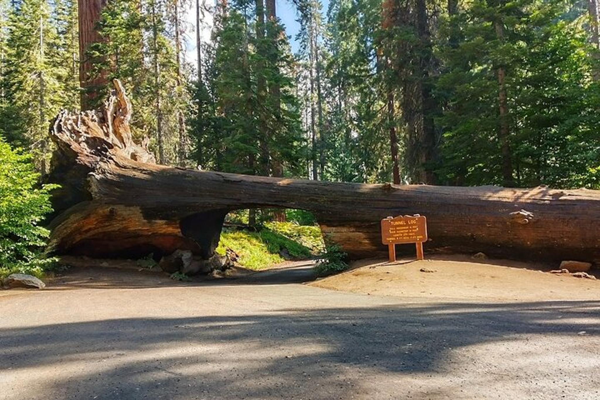 Sequoia National Park Giant Sequoia Private Tour - Image 3