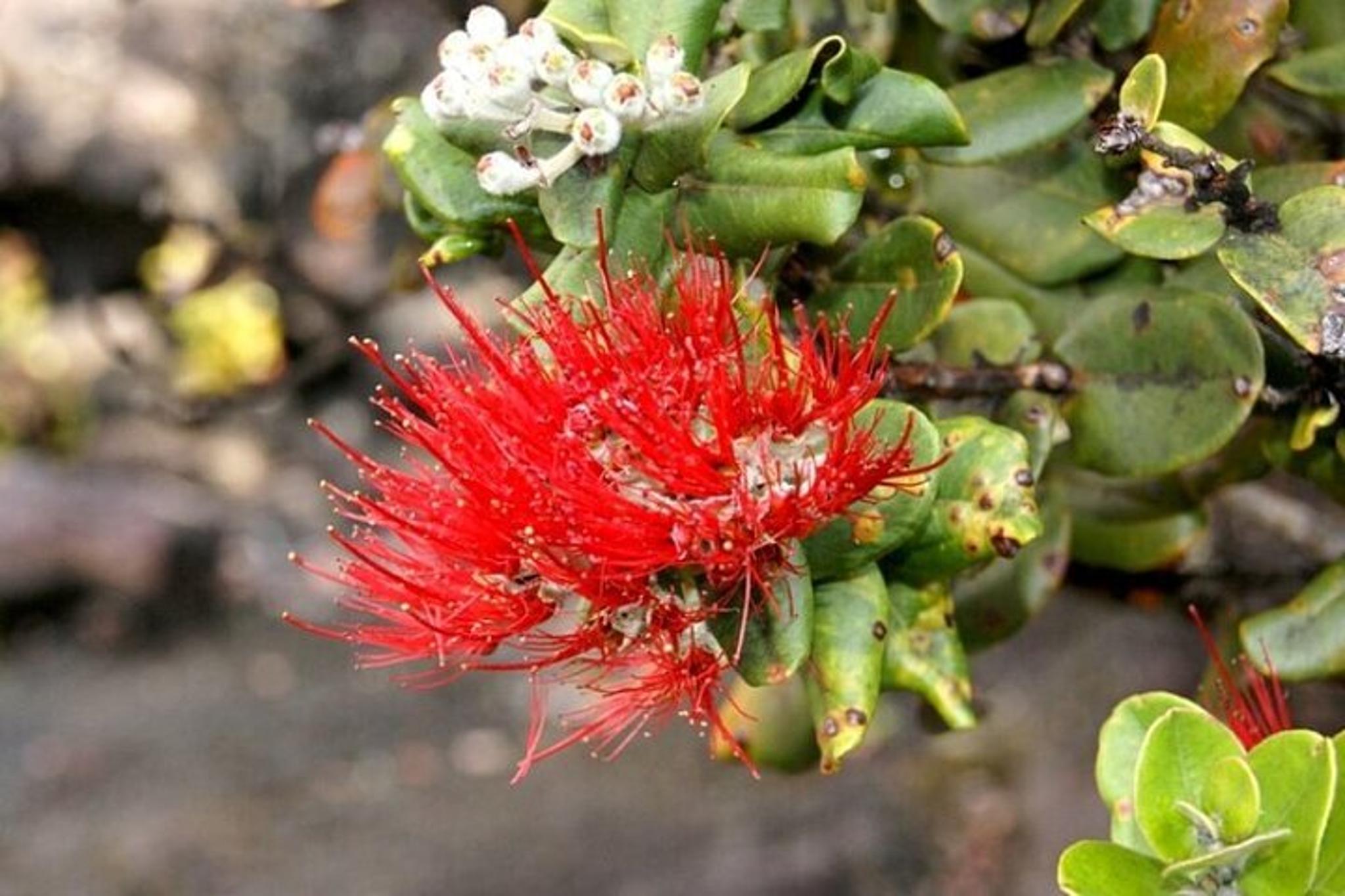 Hilo Volcano National Park Cruise Tour - Image 4
