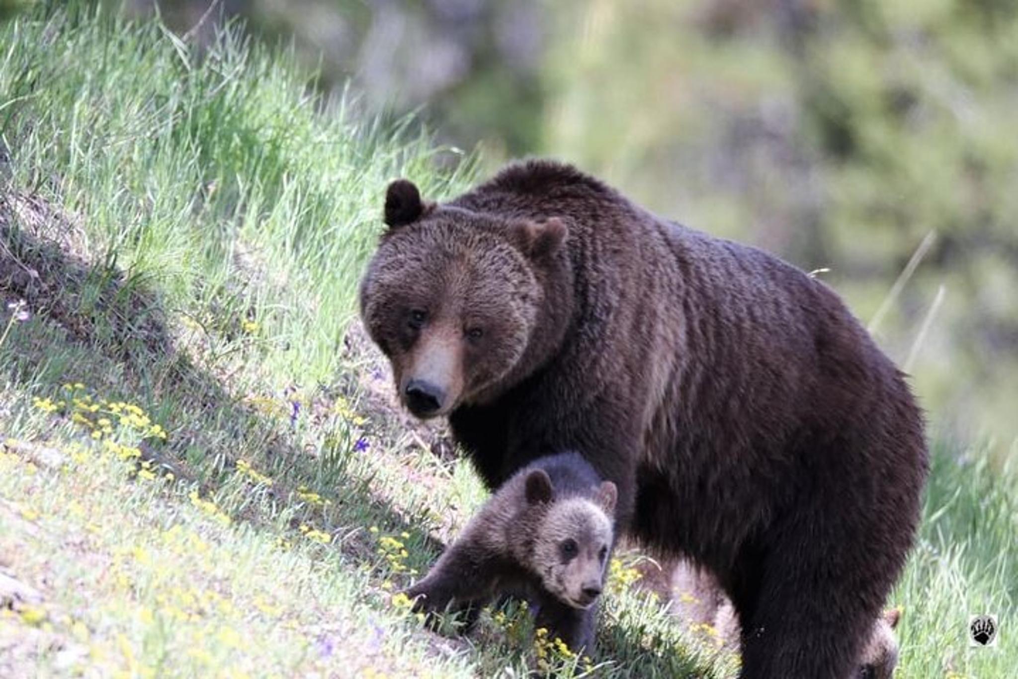 Cody Family Fun Yellowstone Tour - Image 5