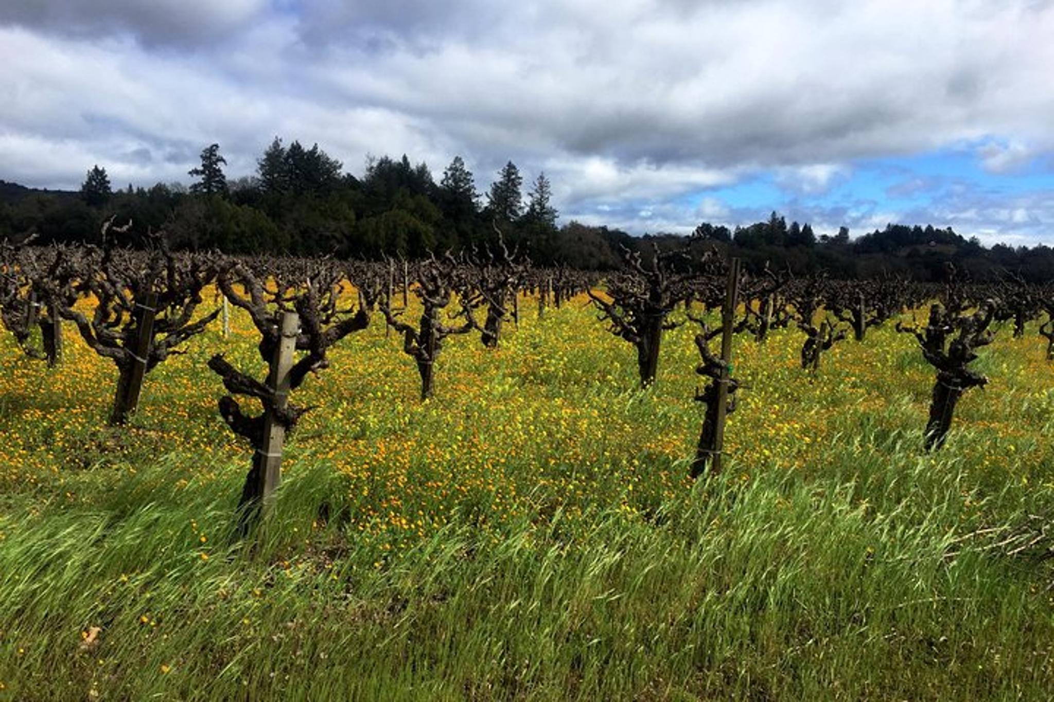 Sonoma Wine Tour - Image 2