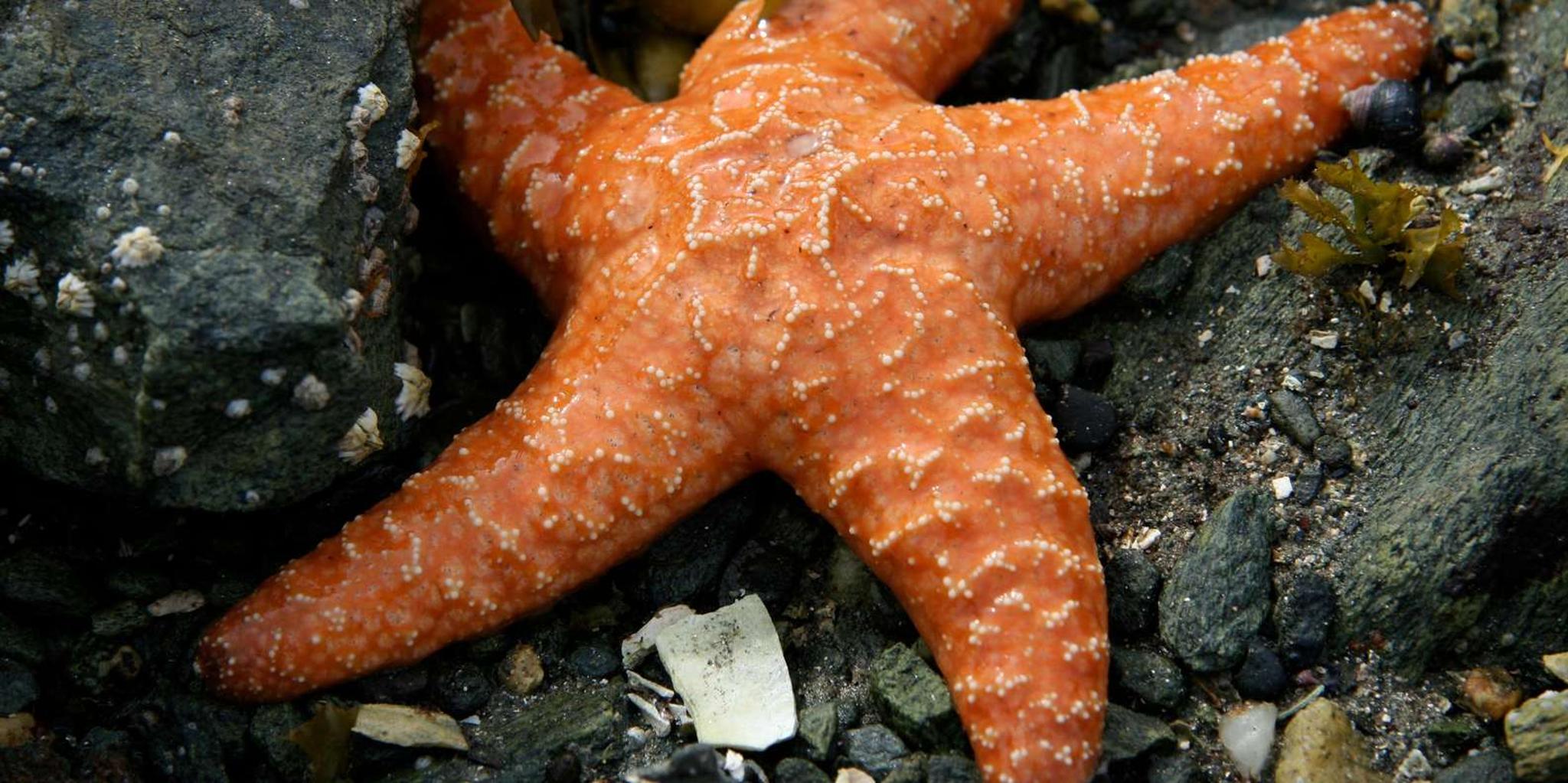 Ketchikan Snorkeling Adventure - Image 6