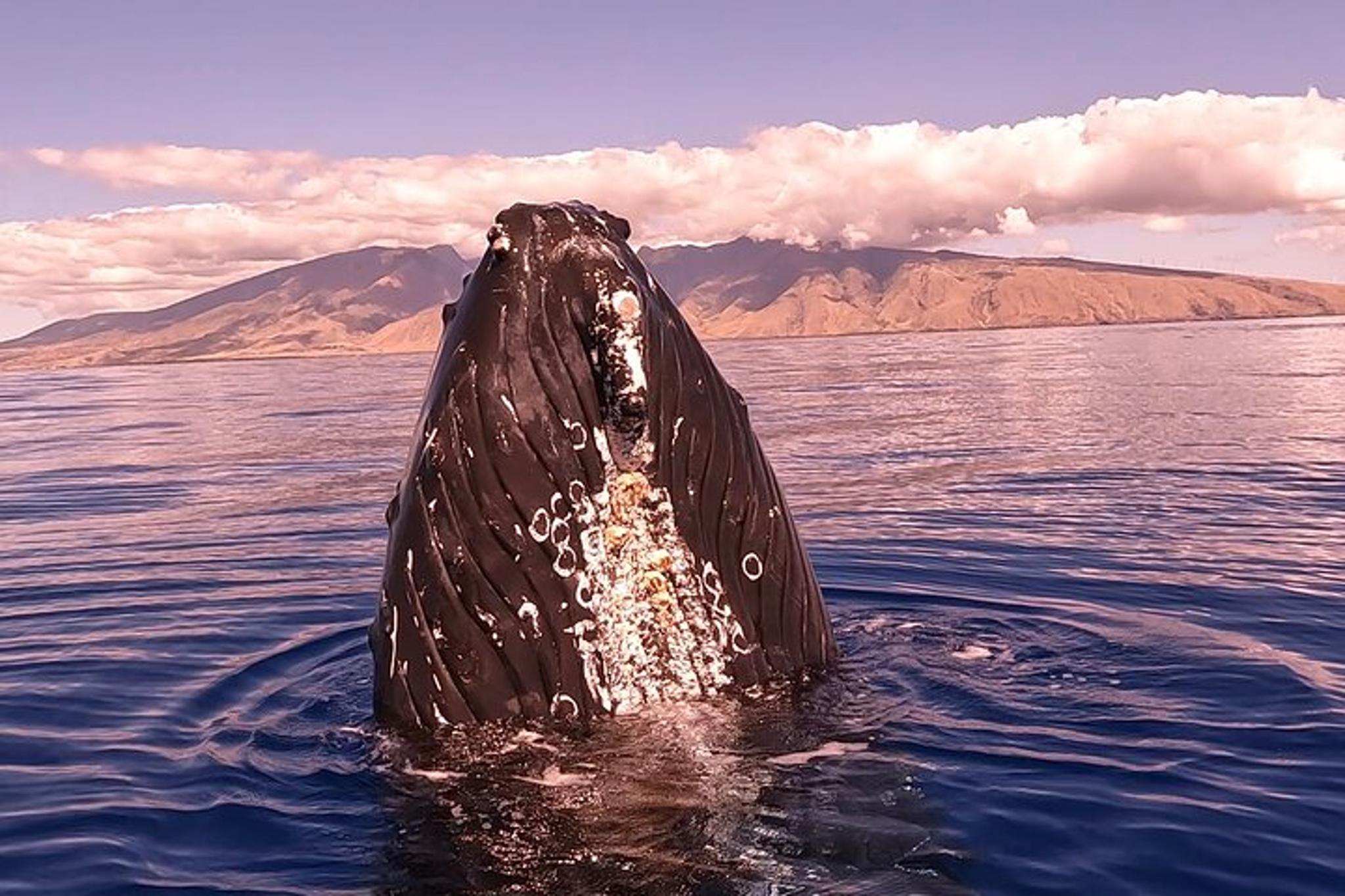 Maui Whale Watching at Sunset 2 hr
