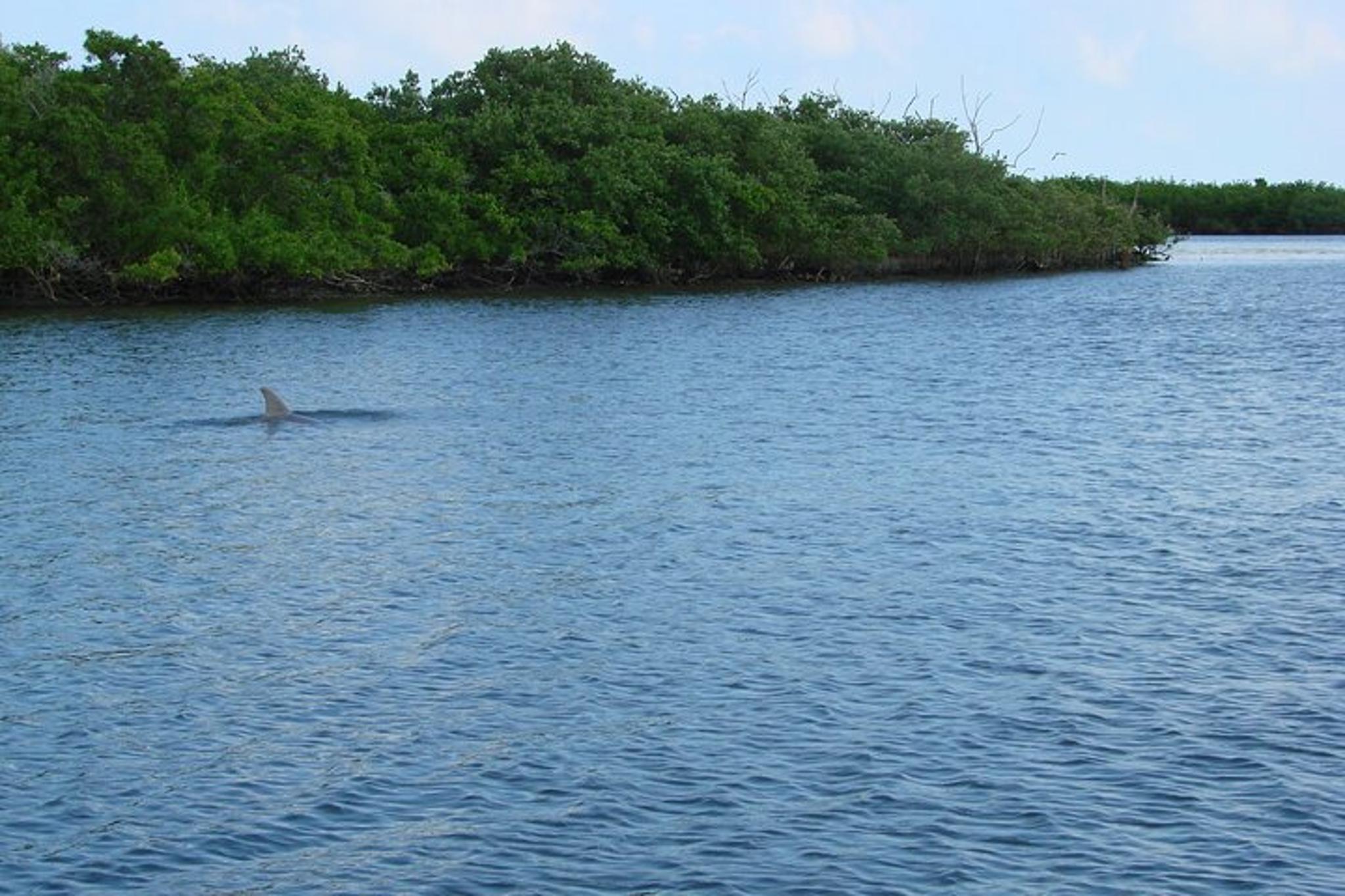Indian River Lagoon Dolphin Boat Tour - Image 6