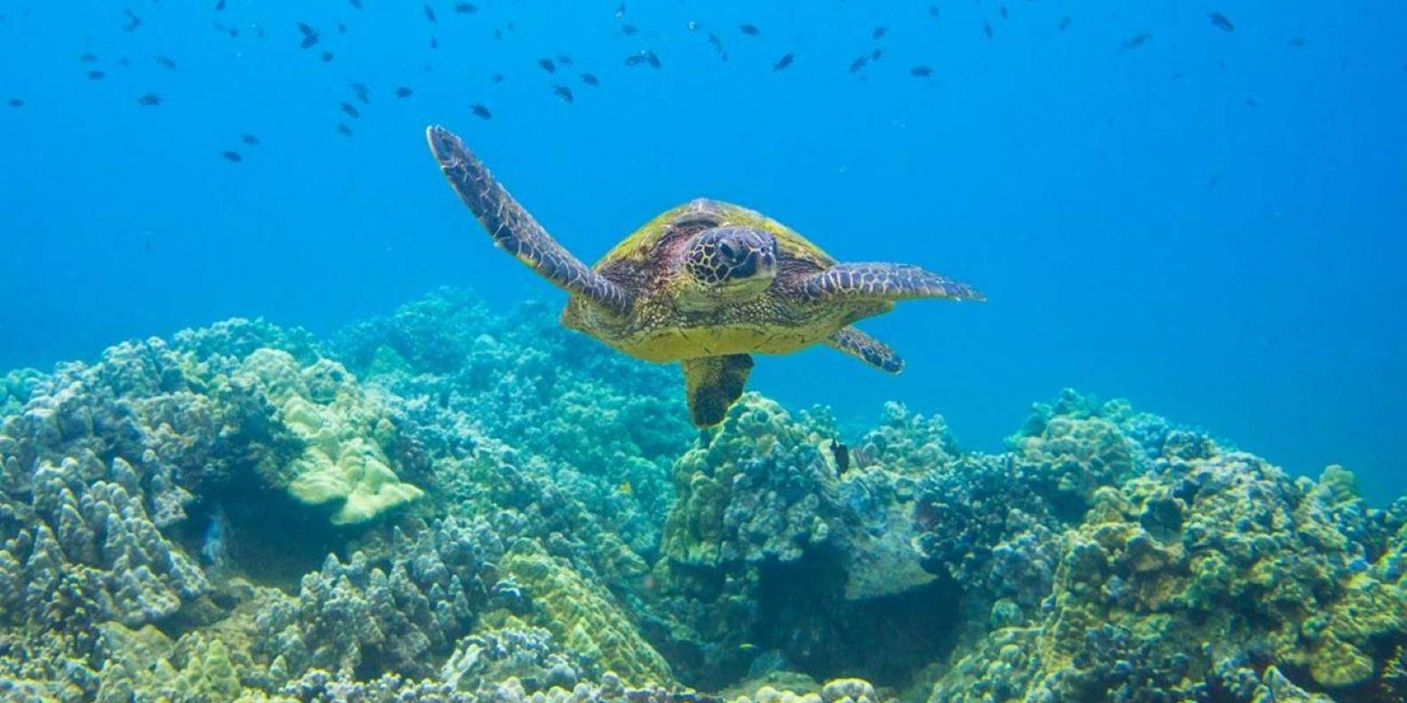 Kihei Sea Caves and Molokini Snorkel Tour - Image 6