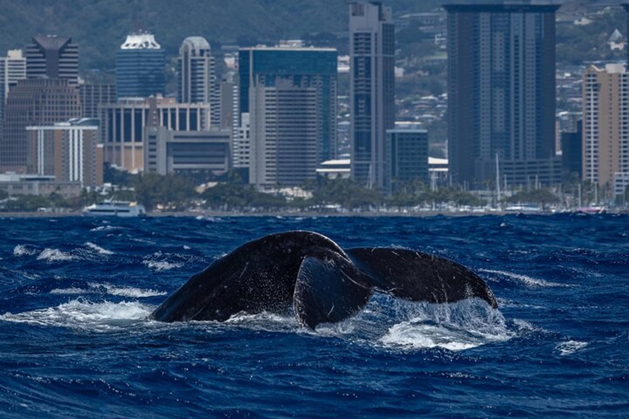 Waikīkī Whale Watching Exploration - Image 3