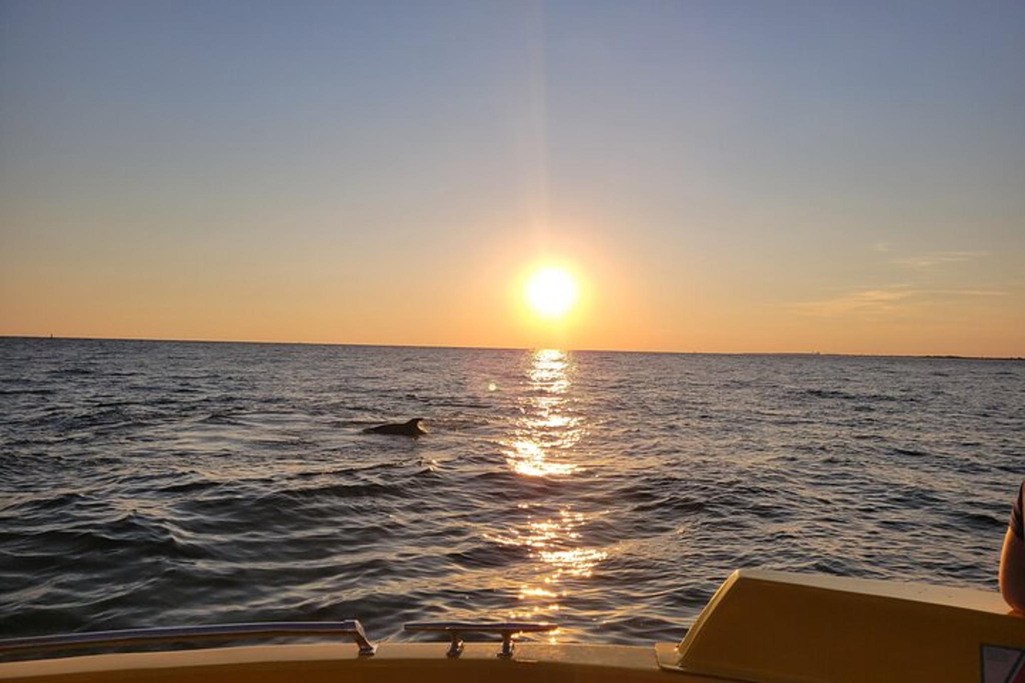 Destin Dolphin and Sunset Tour on Hydro Rocket 1 hr - Image 2