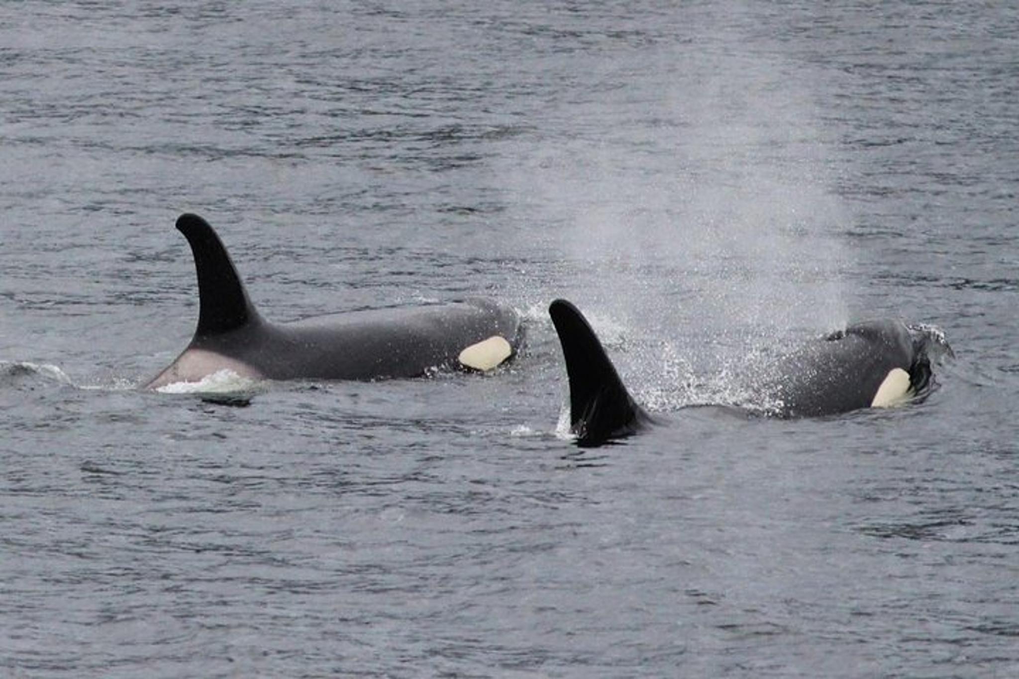 Ketchikan Sightseeing & Wildlife Boat Tour - Image 3