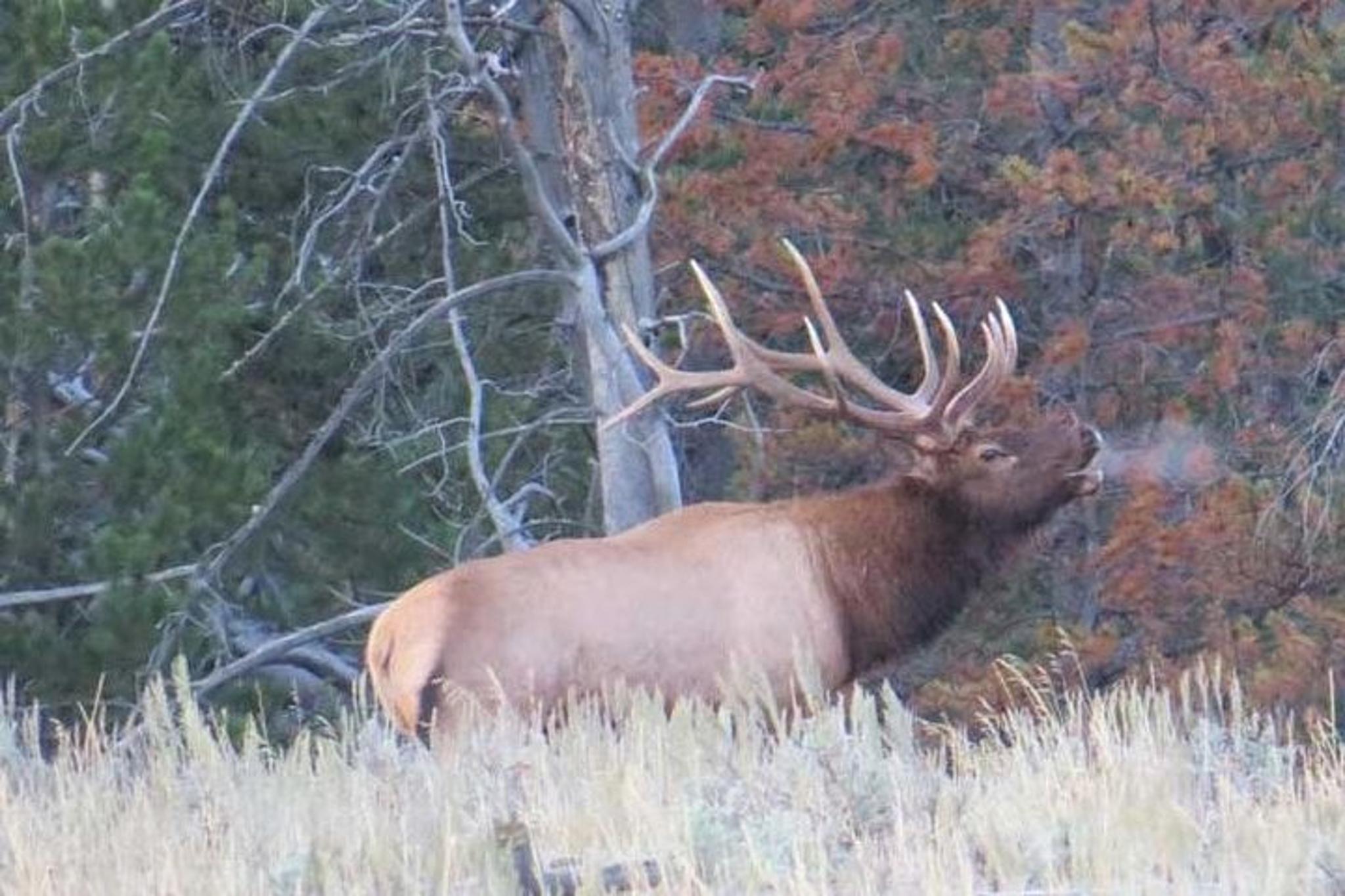 Jackson Hole Grand Teton National Park Private Tour - Image 3