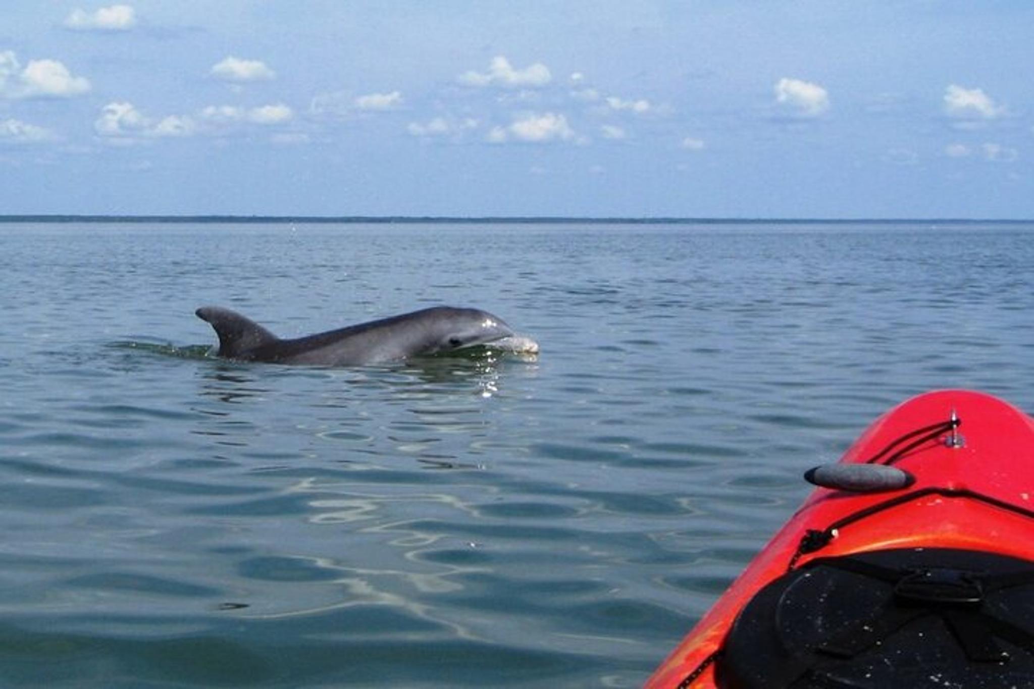 Charleston Kayak Tour with Dolphins in Shem Creek