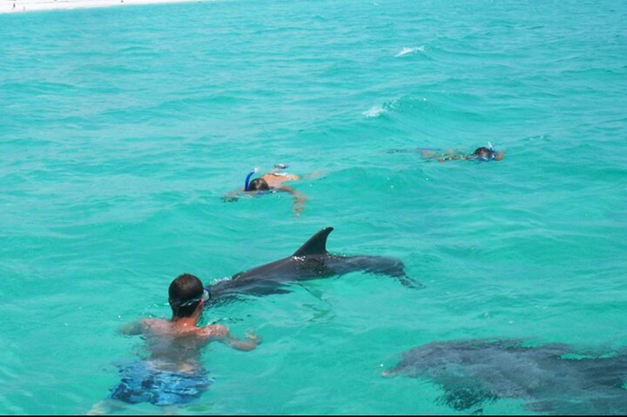 Florida Swim with Dolphins and Snorkeling Tour