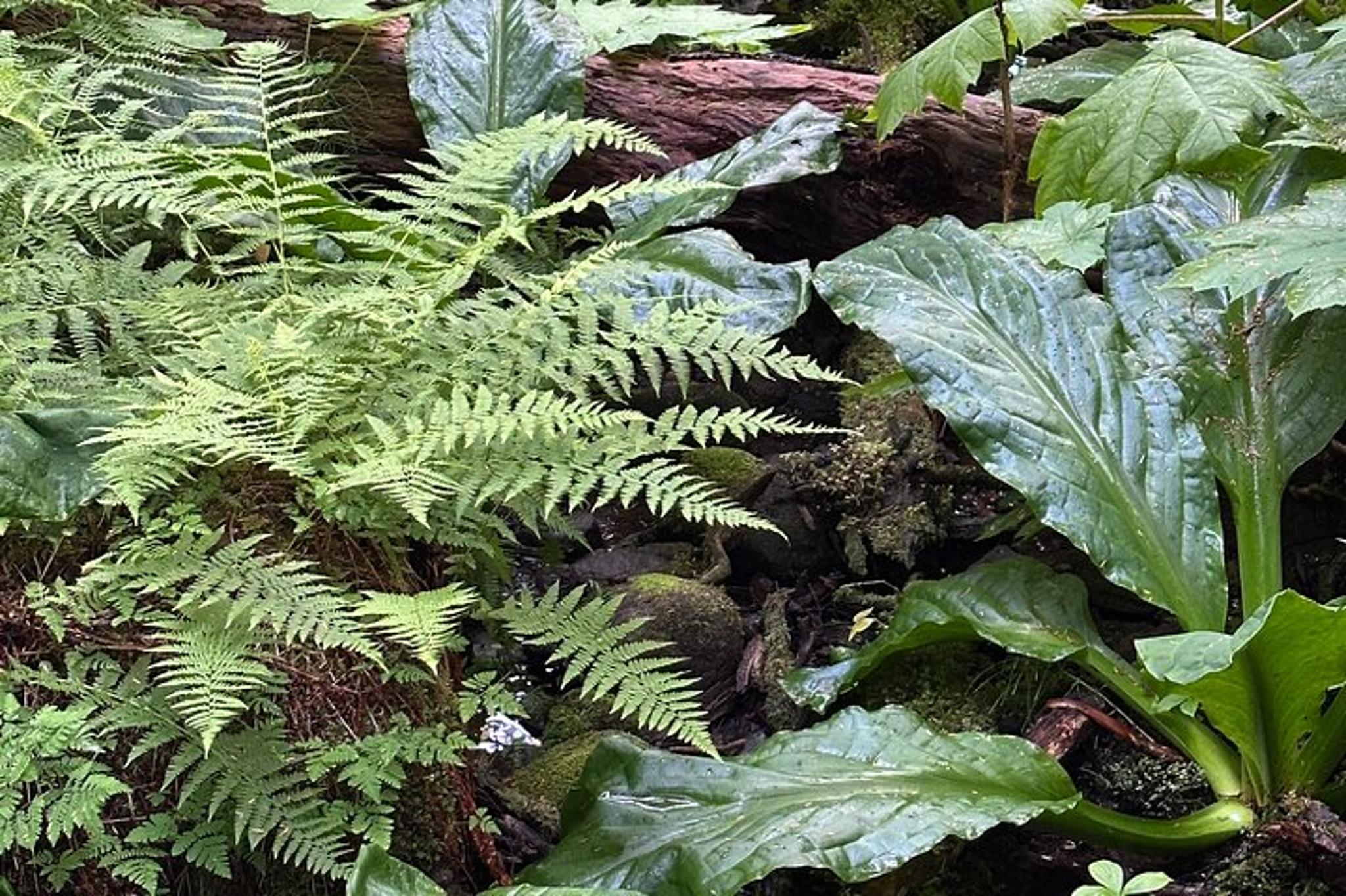 Haines Forest Therapy Tour - Image 6