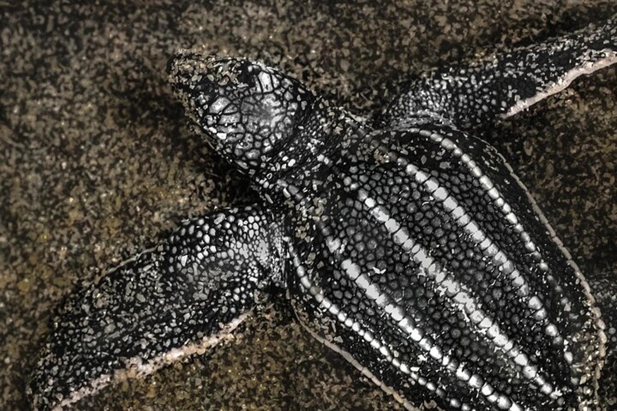 Juno Beach Sea Turtle Hatchling Release - Image 2