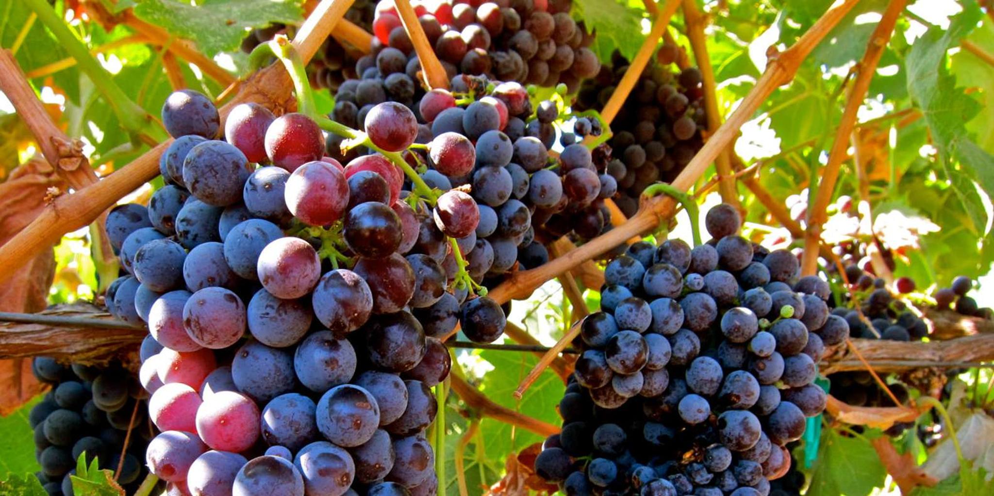 Atlanta Wine Country Tour