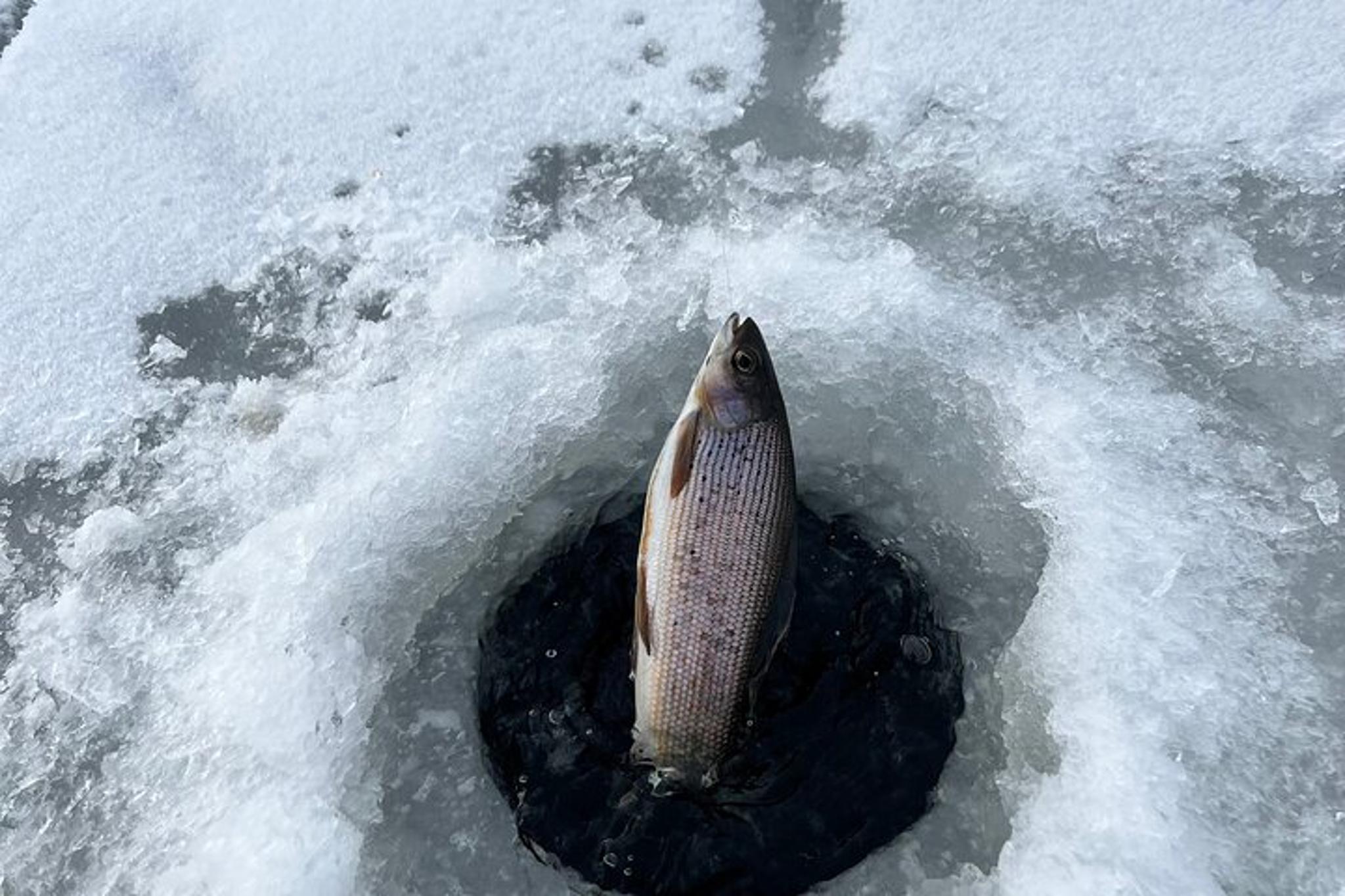Fairbanks Ice Fishing Experience 3 hr - Image 3