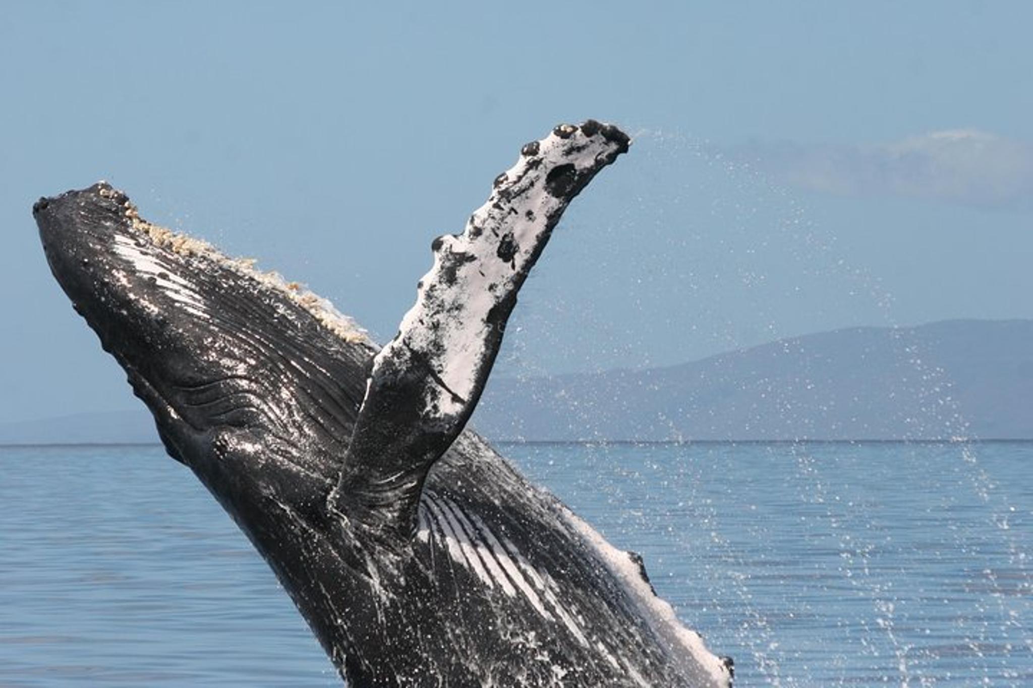 Ma'alaea Whale Watching Cruise - Image 5