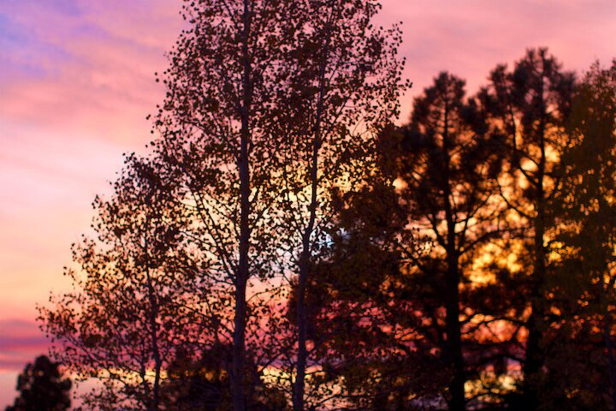 Tucson Forest Bathing and Meditation on Mt Lemmon - Image 2