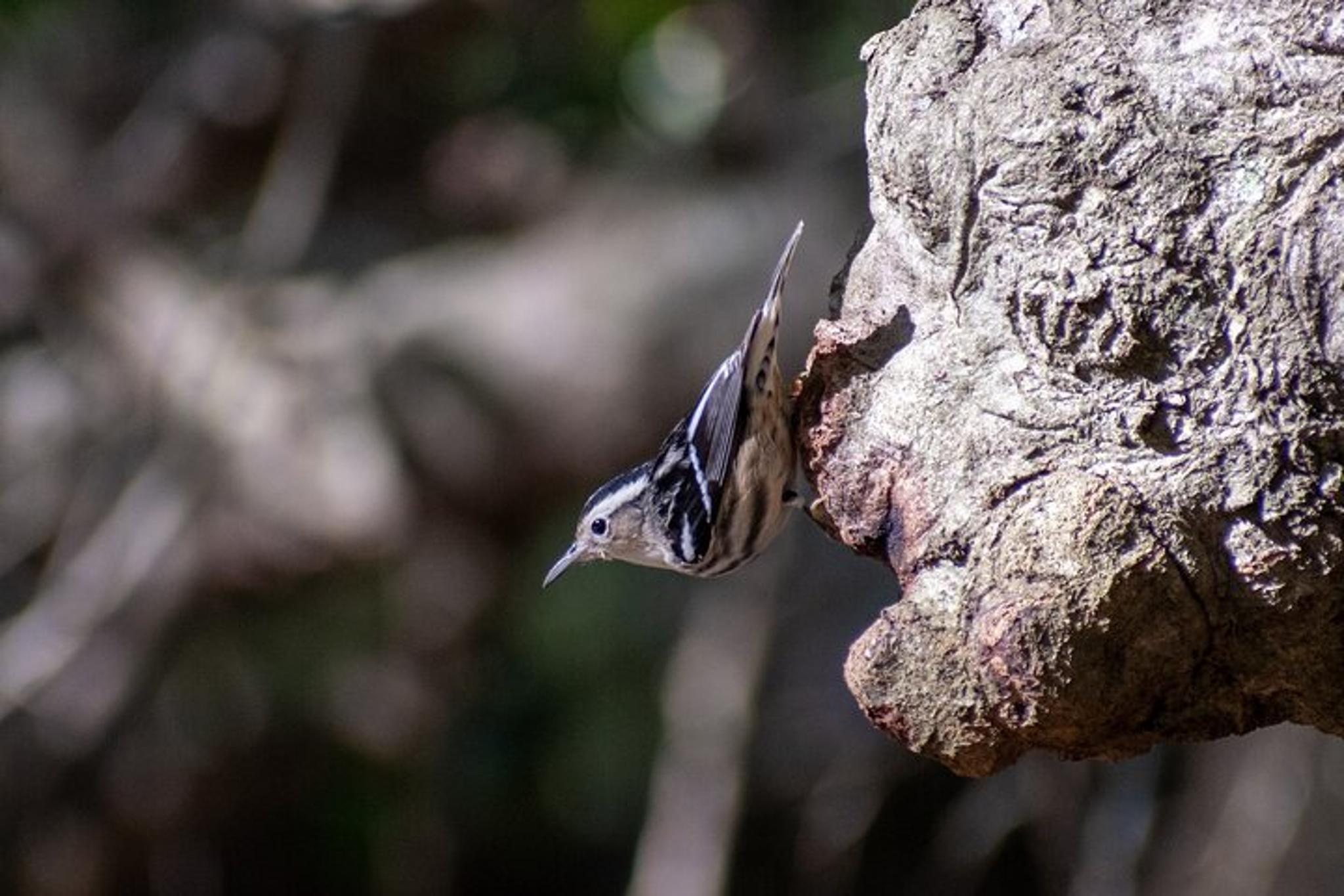 Charleston Birding Tour in Hampton Park - Image 5