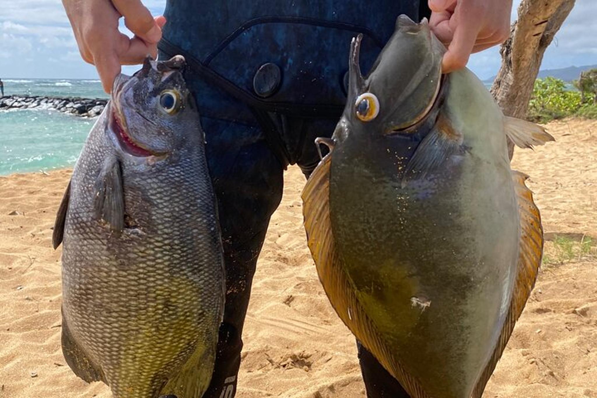 Kauai Reef Spearfishing Lesson for Beginners - Image 5
