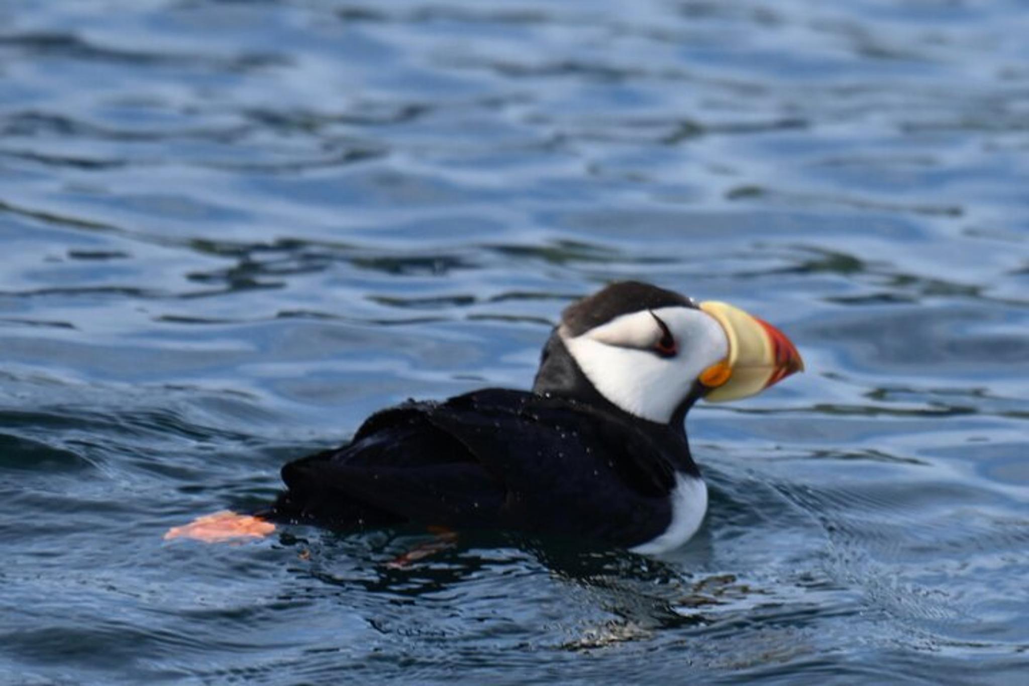 Kenai Fjords Whale Watching and Fishing Tour - Image 5