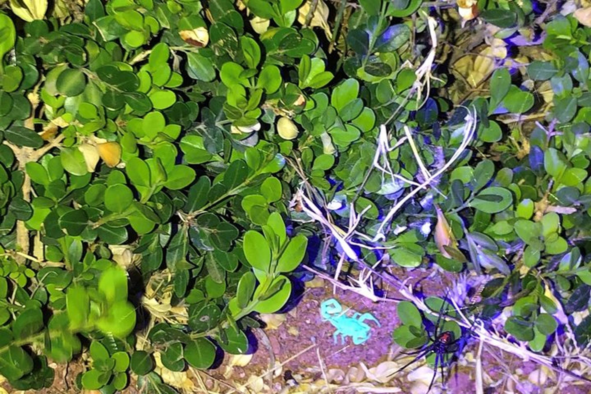 Las Vegas Virtual Scorpion and Black Widow Hunt