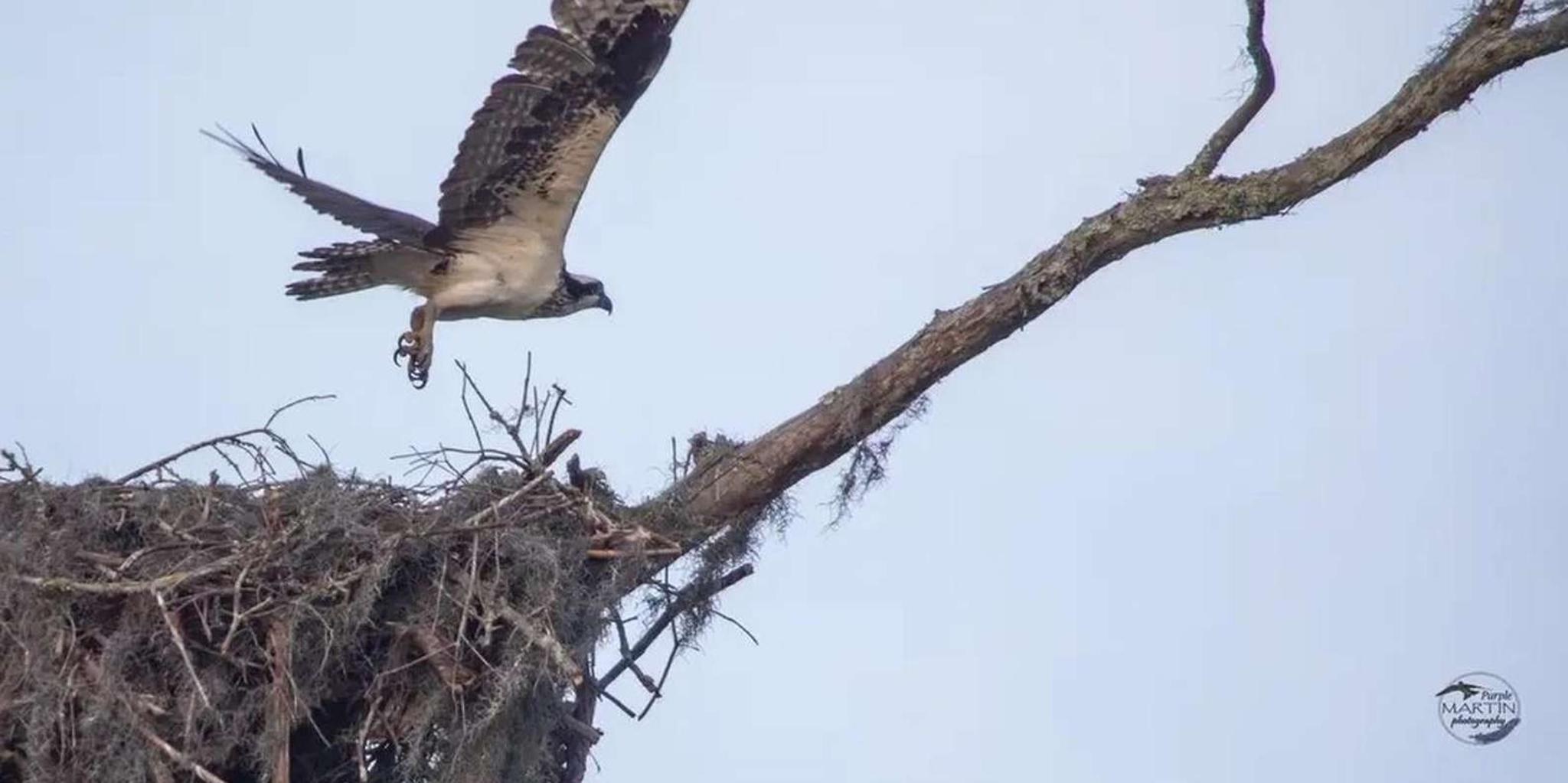 New Orleans Swamp Eco Tour with Local Guide 2 hr - Image 6