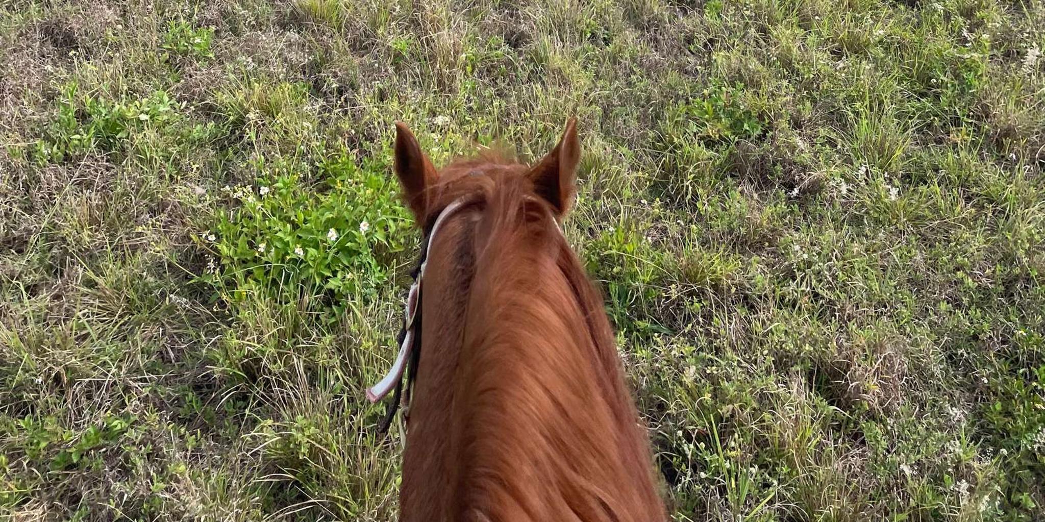 Miami Horseback Riding Tour - Image 3