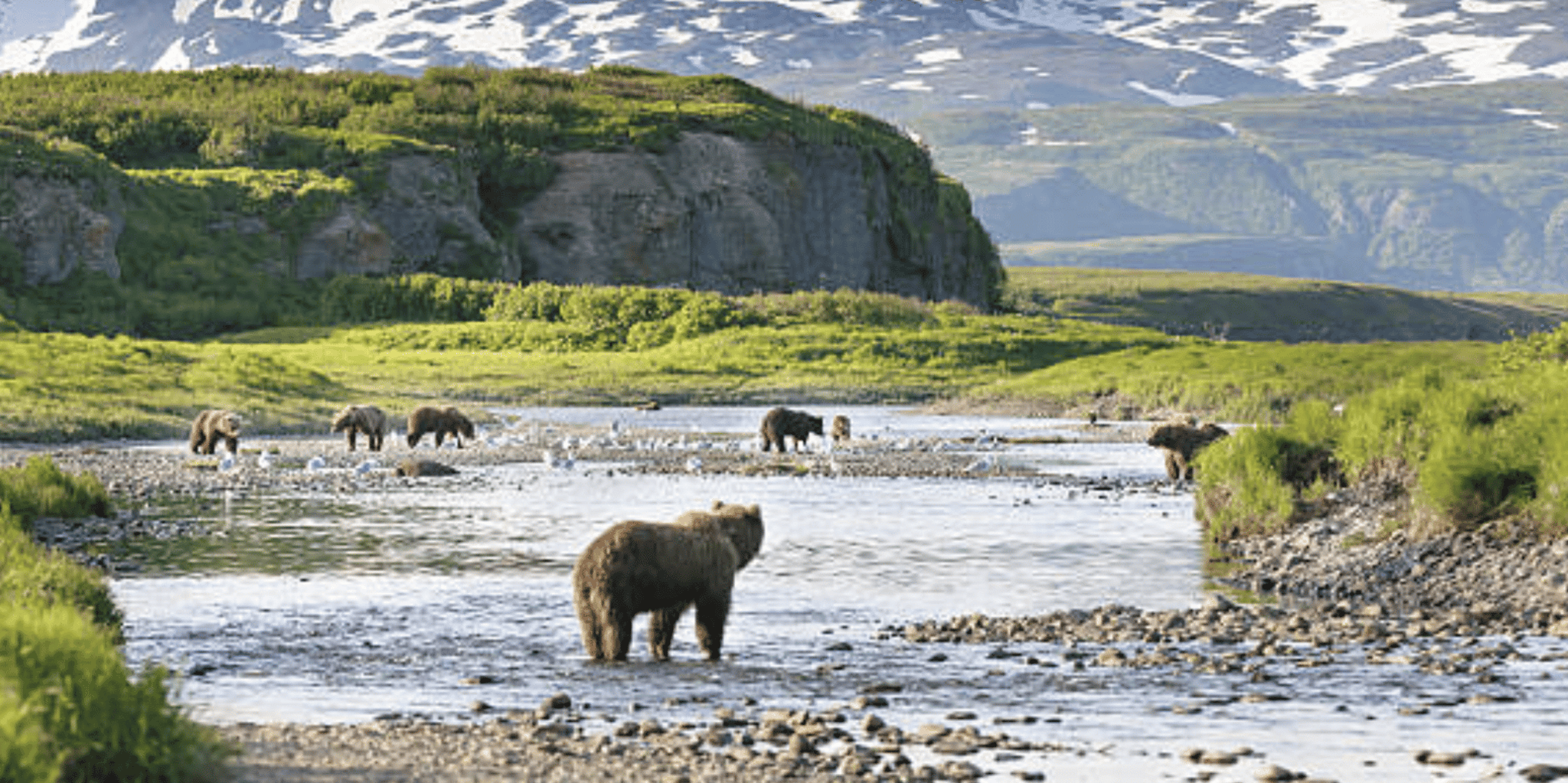 Hoonah Bear Island Shore Excursion - Image 4