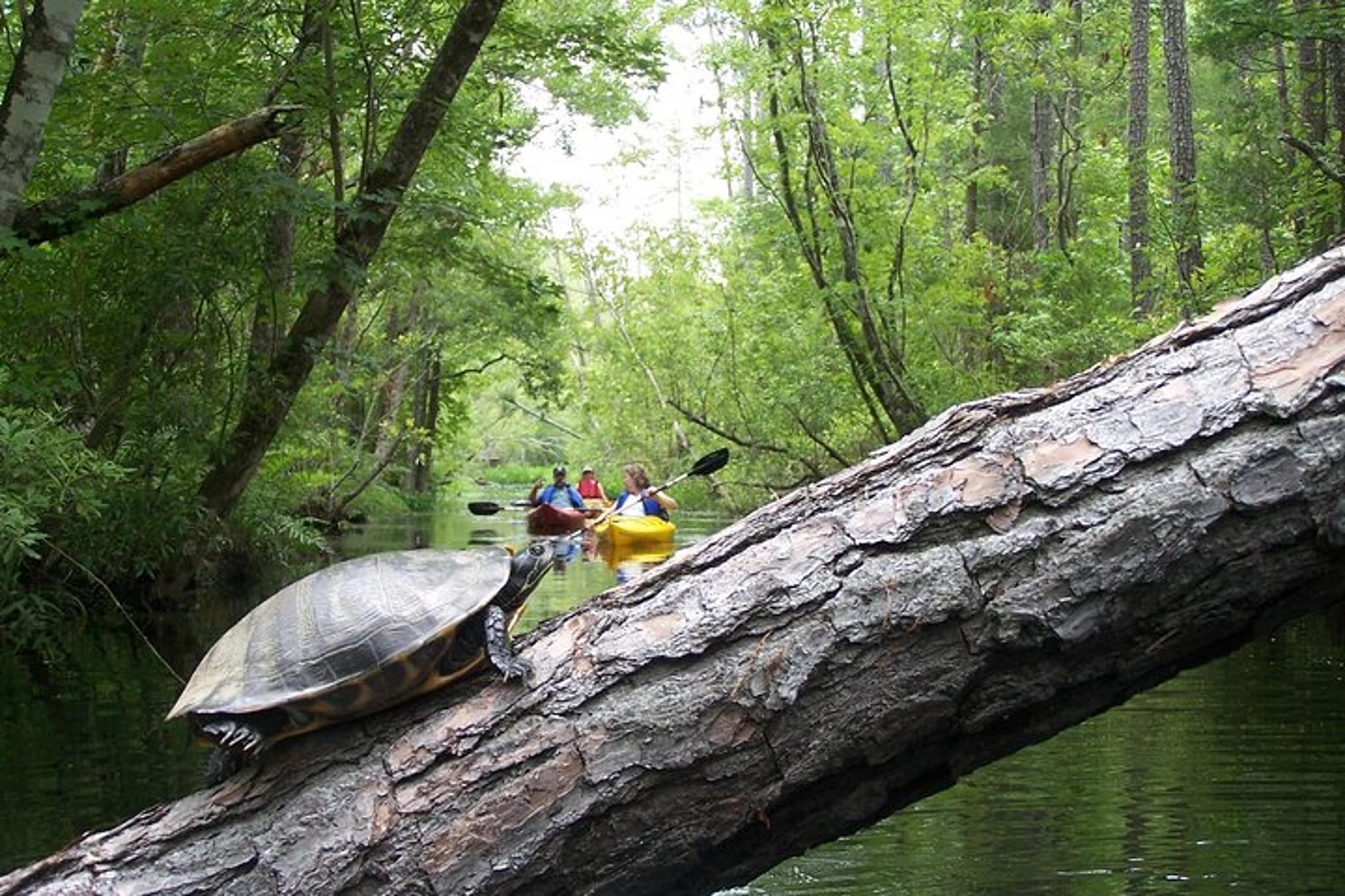 Alligator River Kayak Adventure - Image 2
