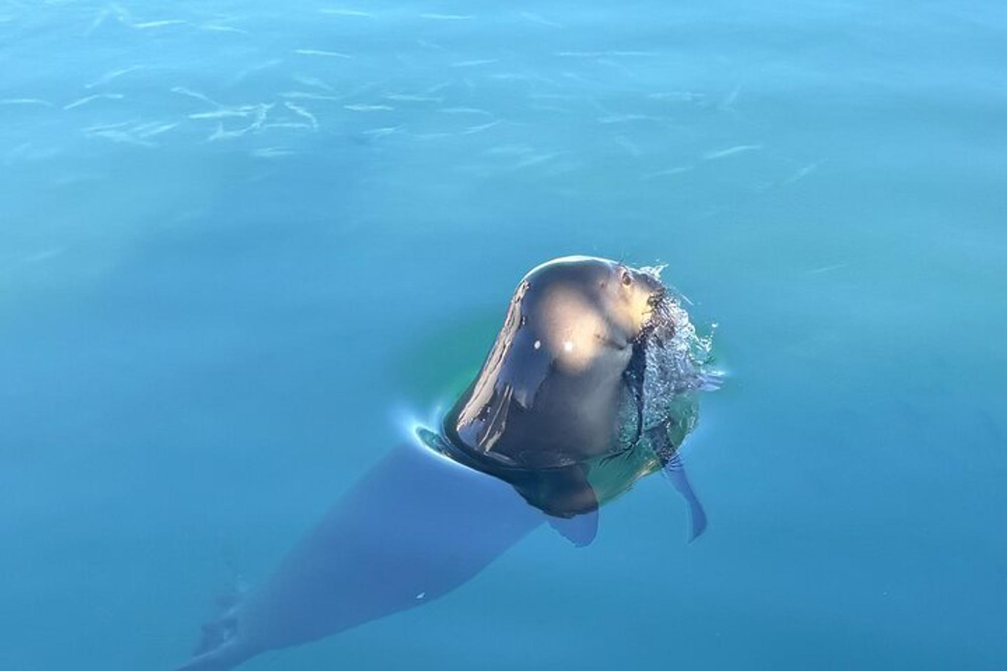 Kailua-Kona Whale Watching Tour - Image 6