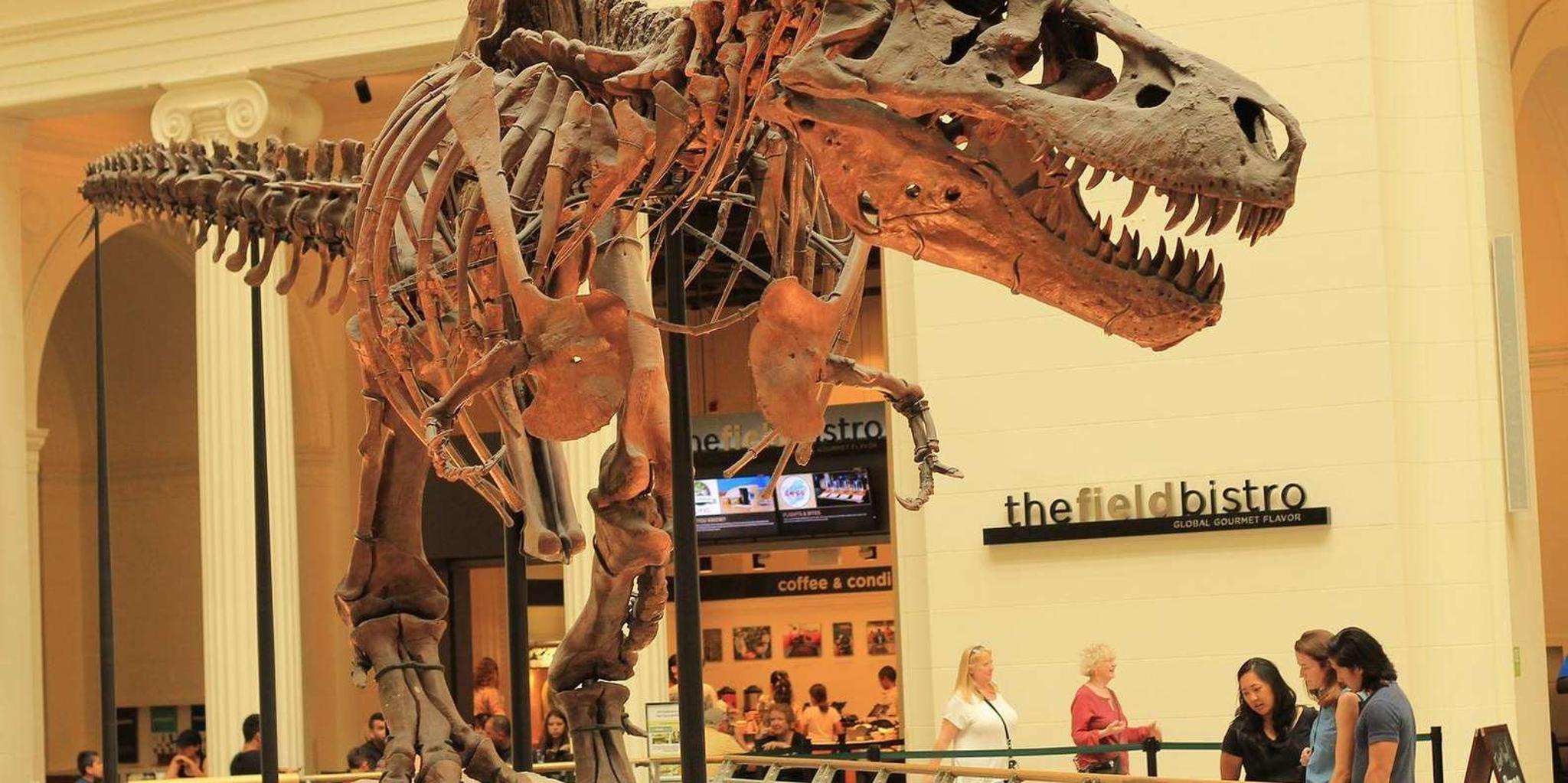 Chicago Field Museum Digital Tour