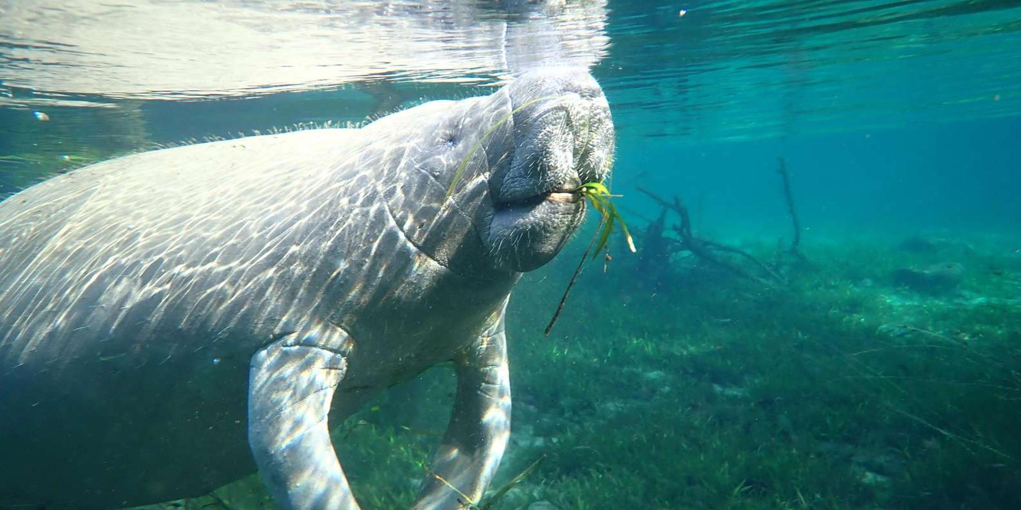Crystal River Manatee Snorkeling Tour - Image 2