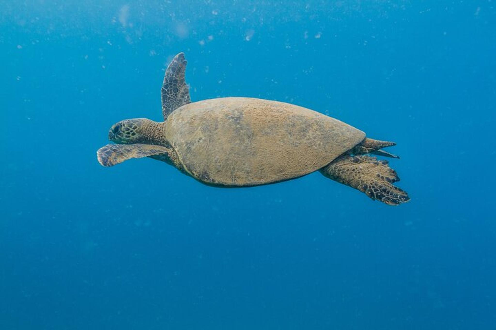 Maui Turtle Reef Snorkel