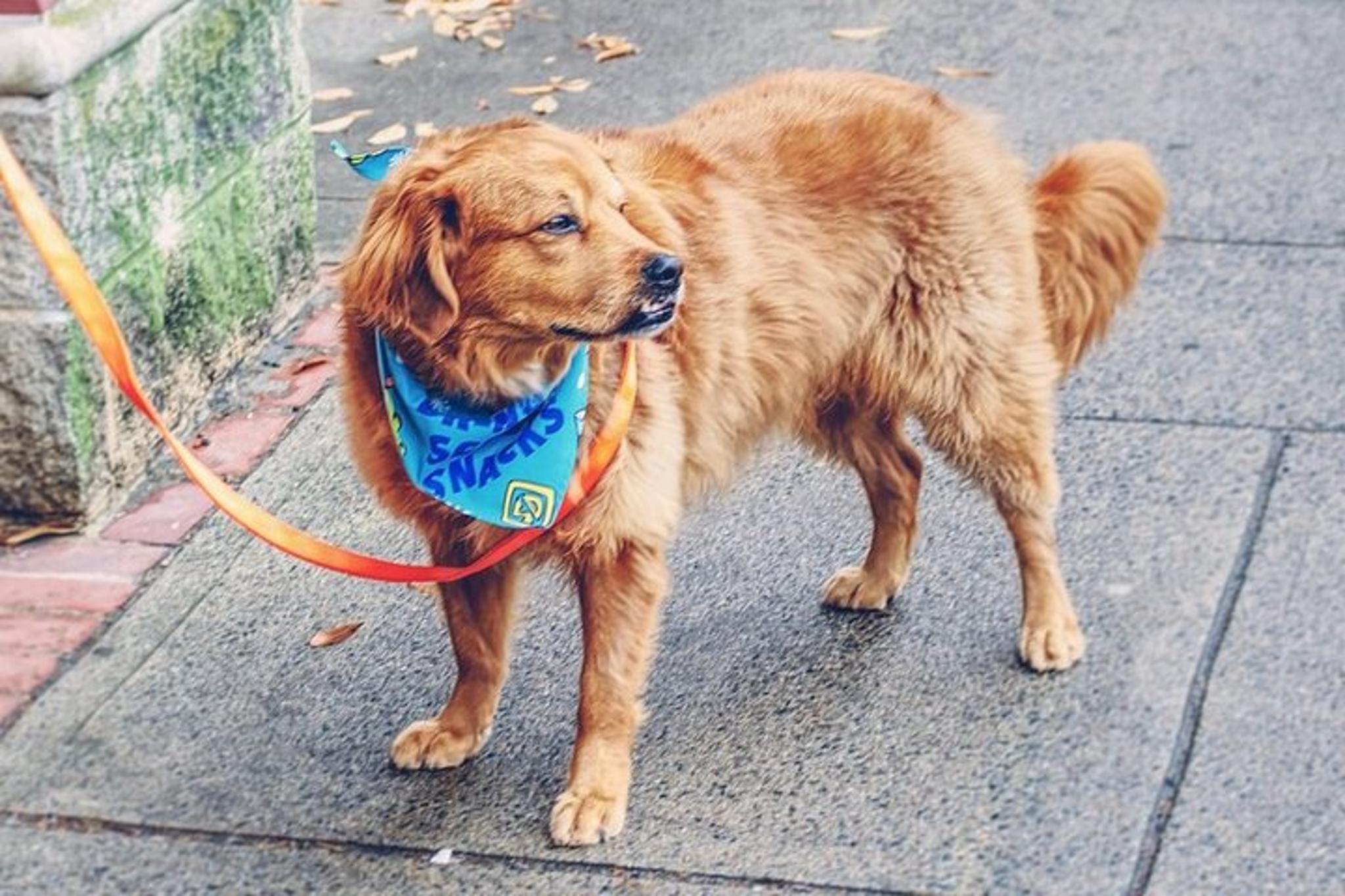 Salem Witch Trials History Tour - Image 4