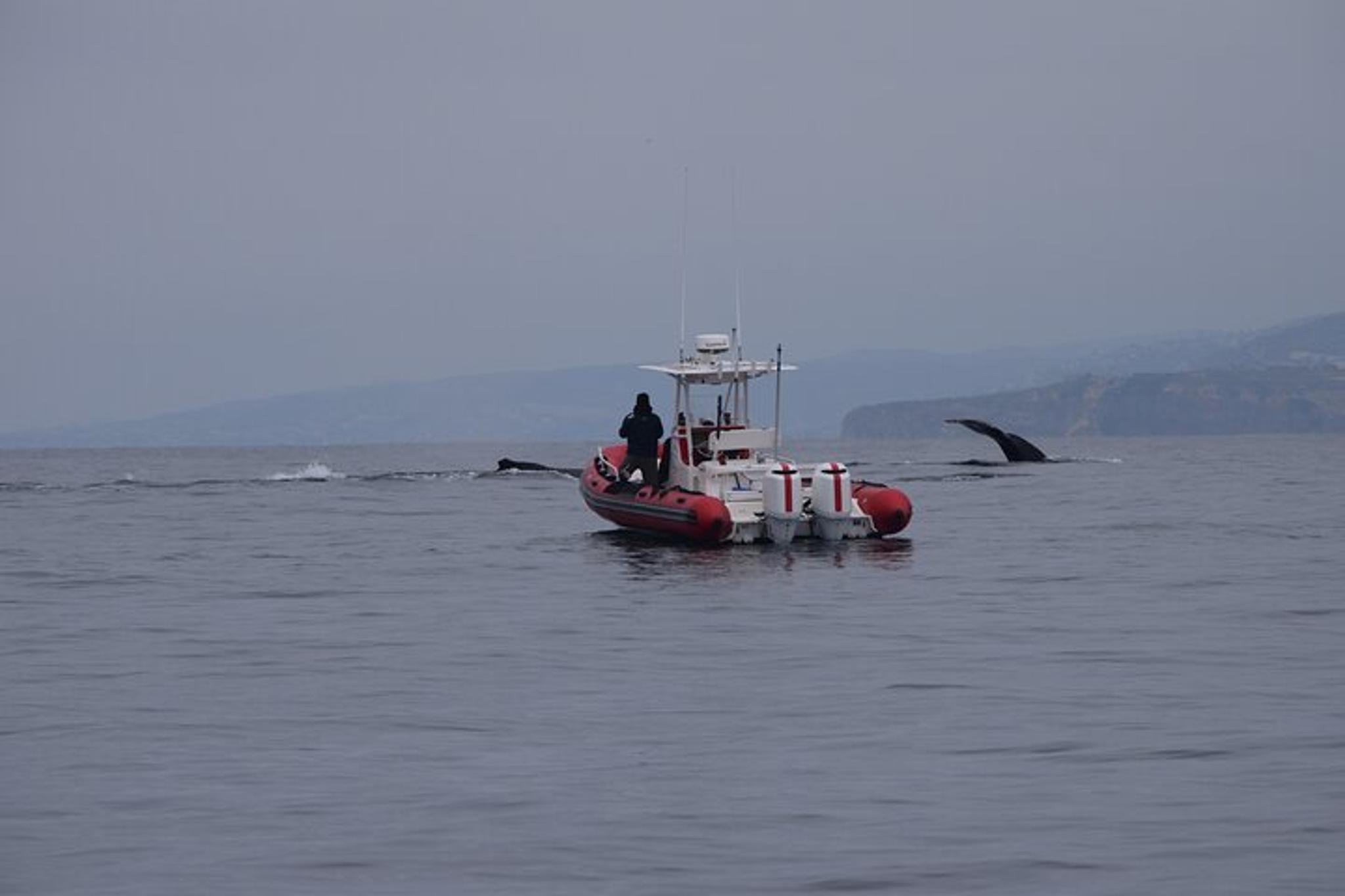 Oceanside Whale Watching Tour 2.5 hr - Image 6