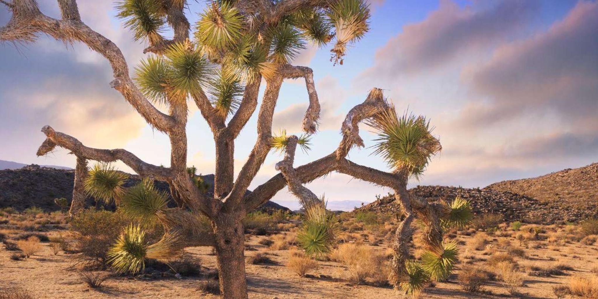 Las Vegas to Los Angeles Tour via Joshua Tree - Image 4