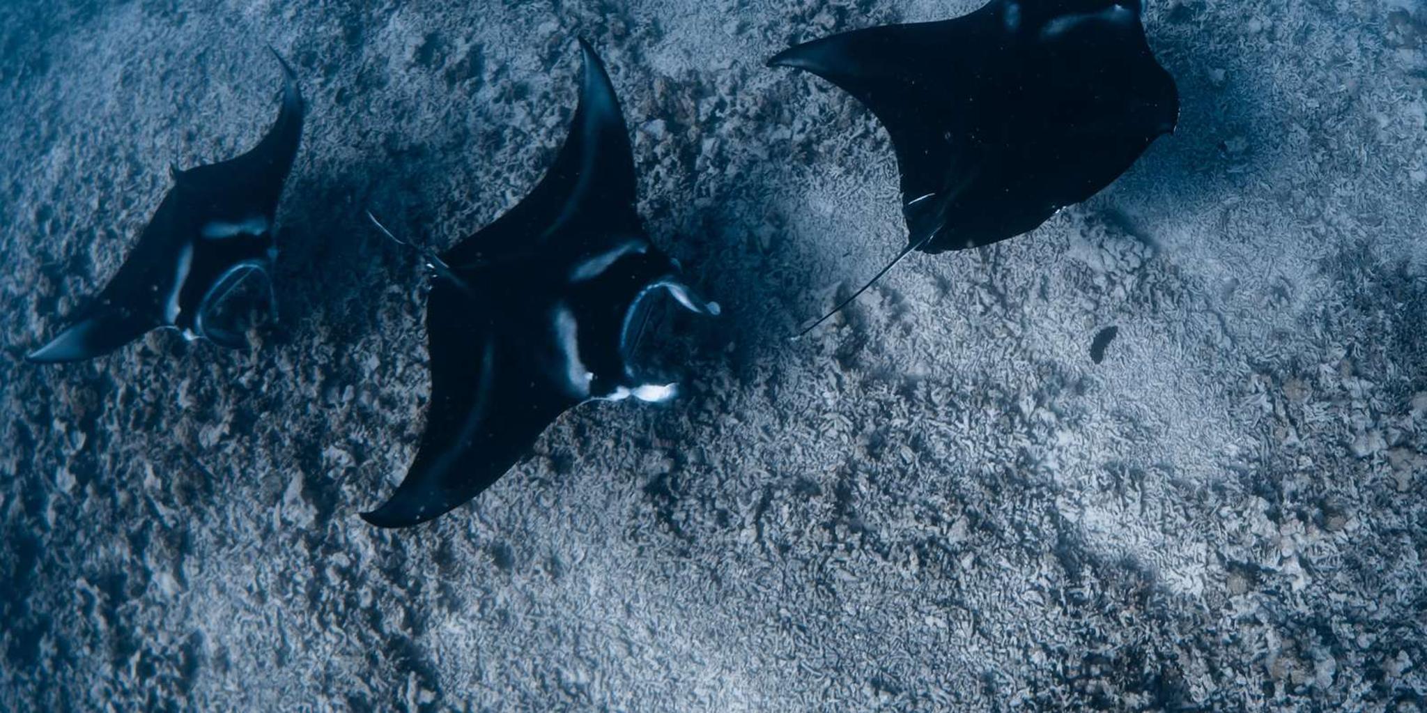 Kona Ocean Safari with Underwater Videos 4 hr - Image 5