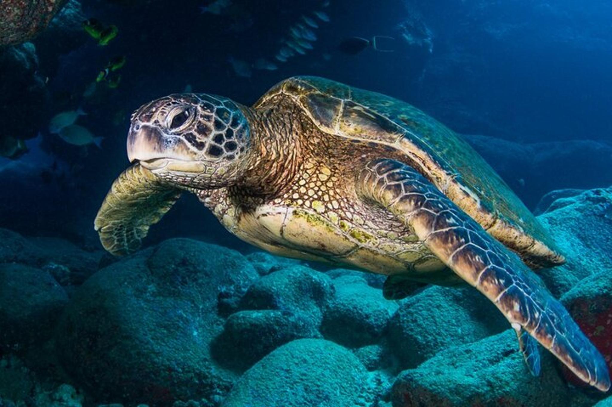 Kaua’i Scuba Diving with Sea Turtles - Image 4