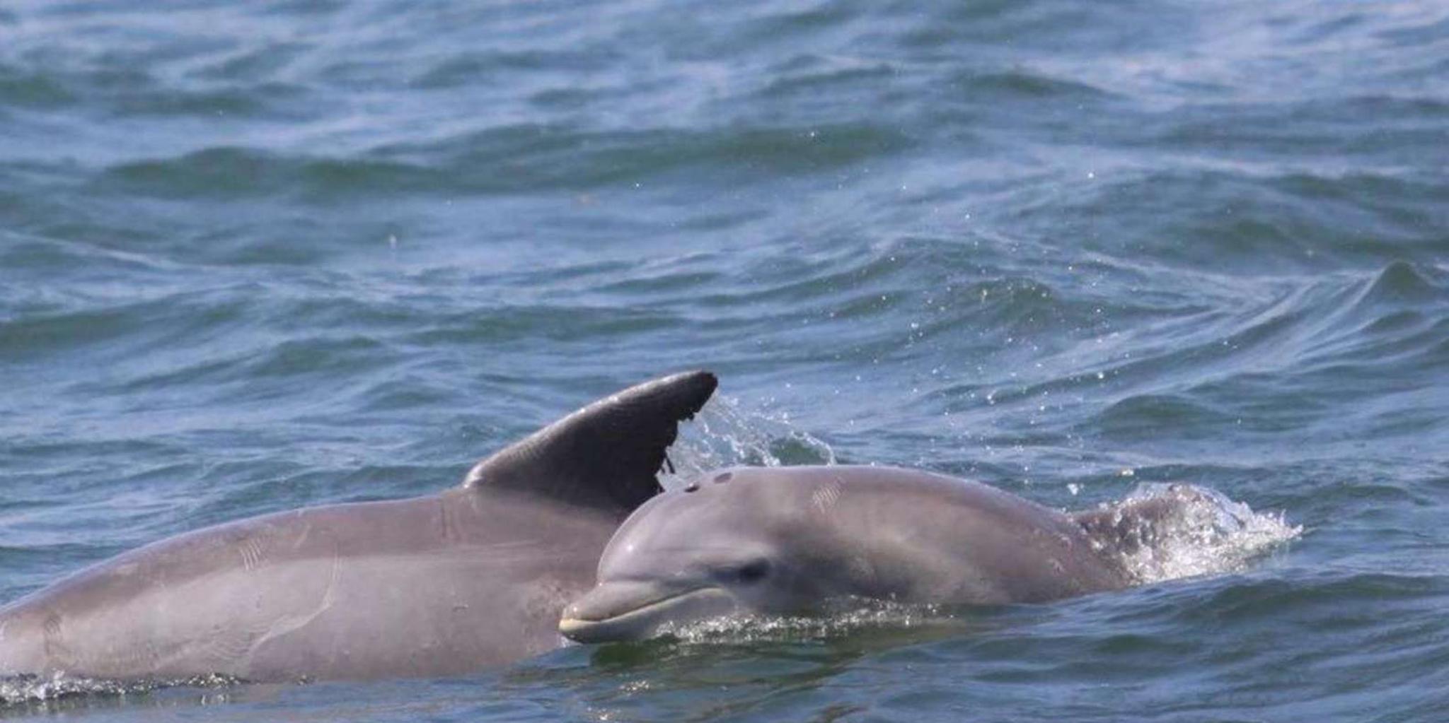Atlantic City Dolphin Watching Ocean Cruise - Image 4