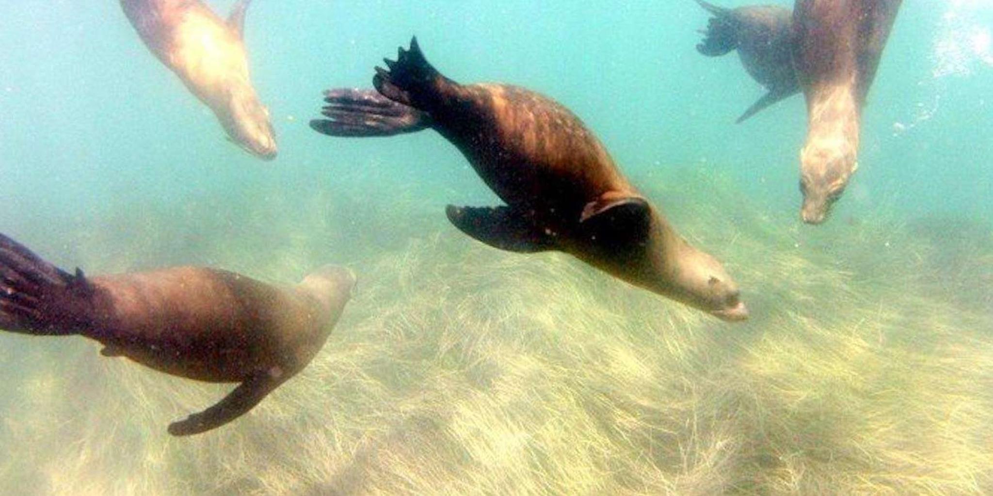 San Diego Snorkeling Tour at La Jolla Cove - Image 3