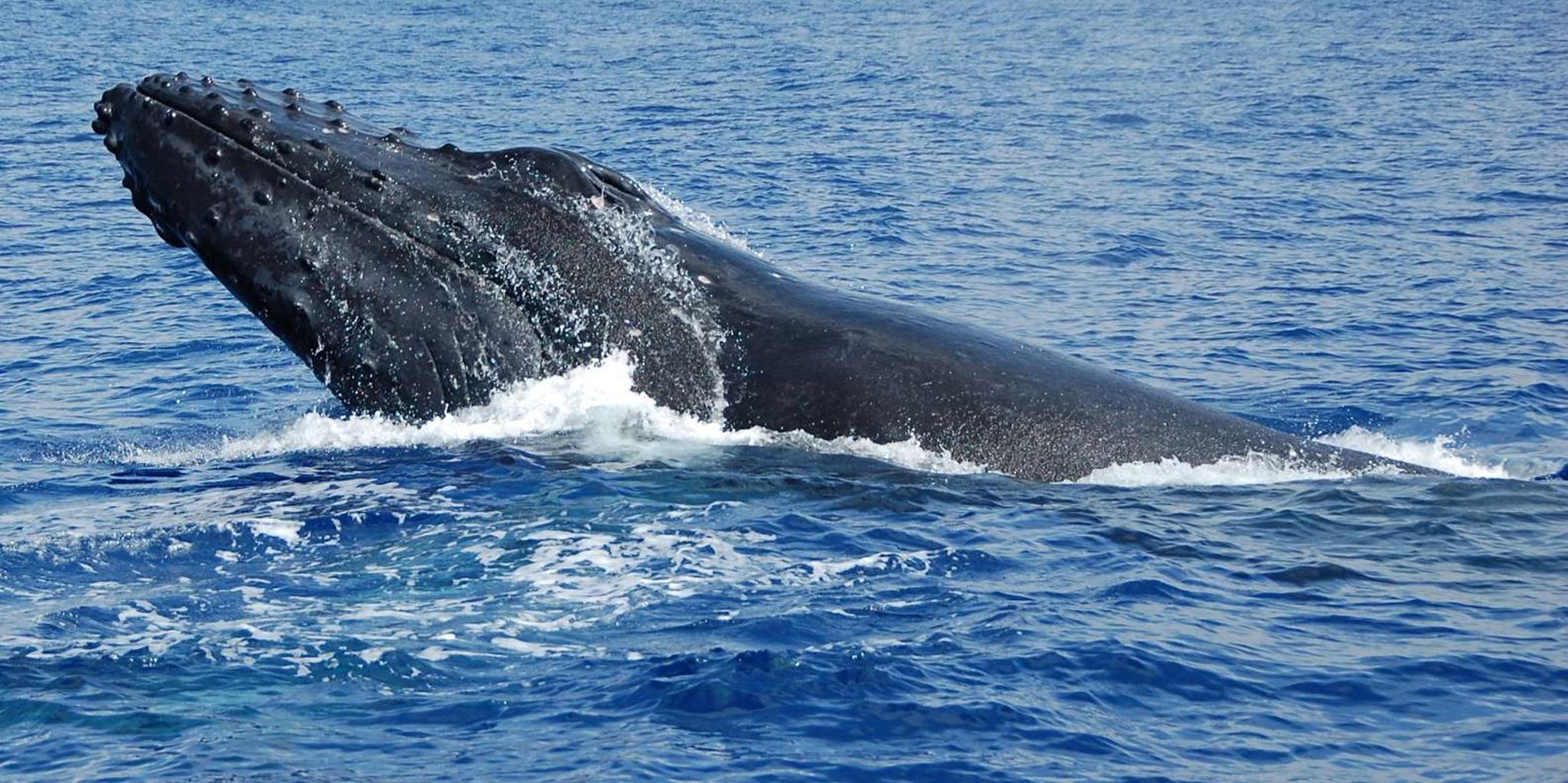 Kailua-Kona Whale Watching Cruise - Image 2